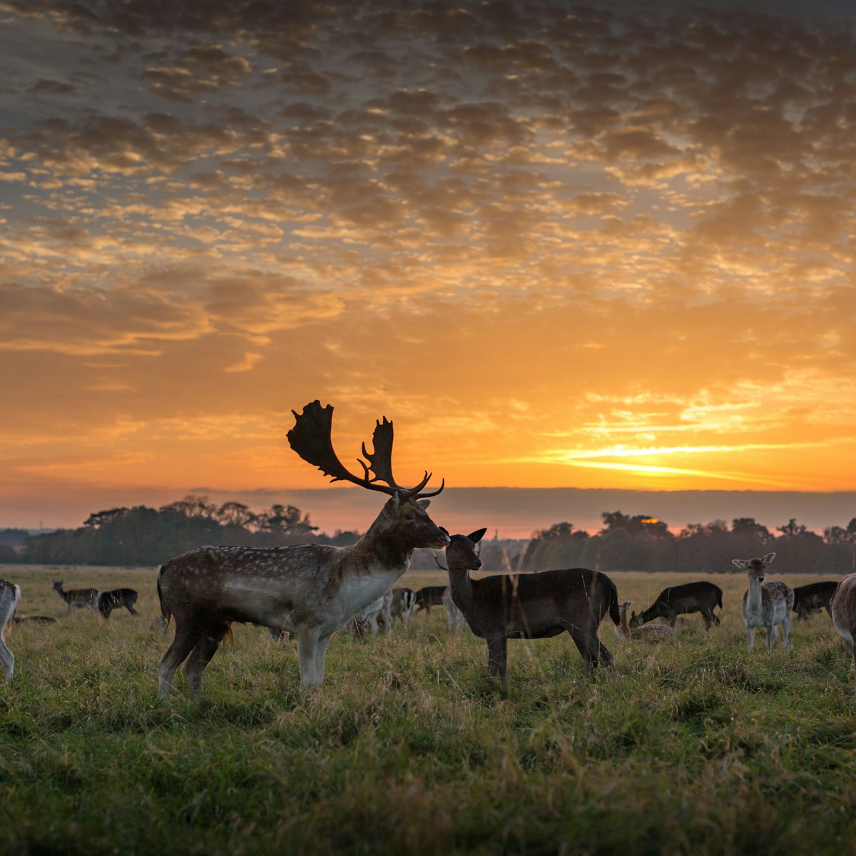 A stag stands in front of a herd of deer under a beautiful summer sunset in Phoenix Park, Dublin, Ireland, on a grassy plain with clumps of trees in the distance