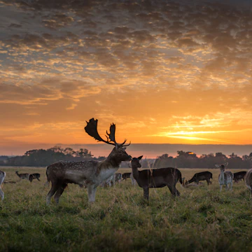 A stag stands in front of a herd of deer under a beautiful summer sunset in Phoenix Park, Dublin, Ireland, on a grassy plain with clumps of trees in the distance