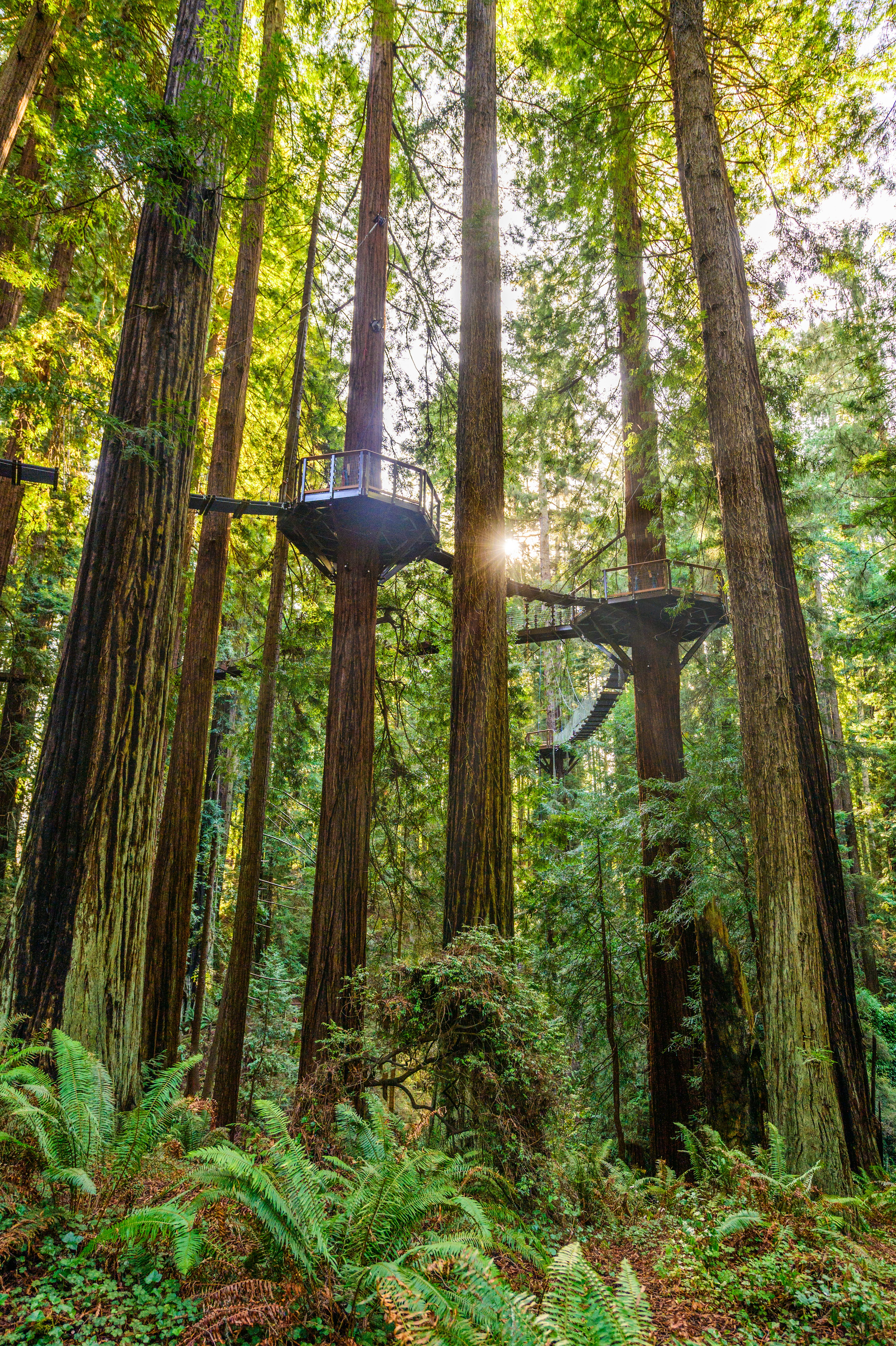 Raised canopy paths snake through an old-growth redwood forest.