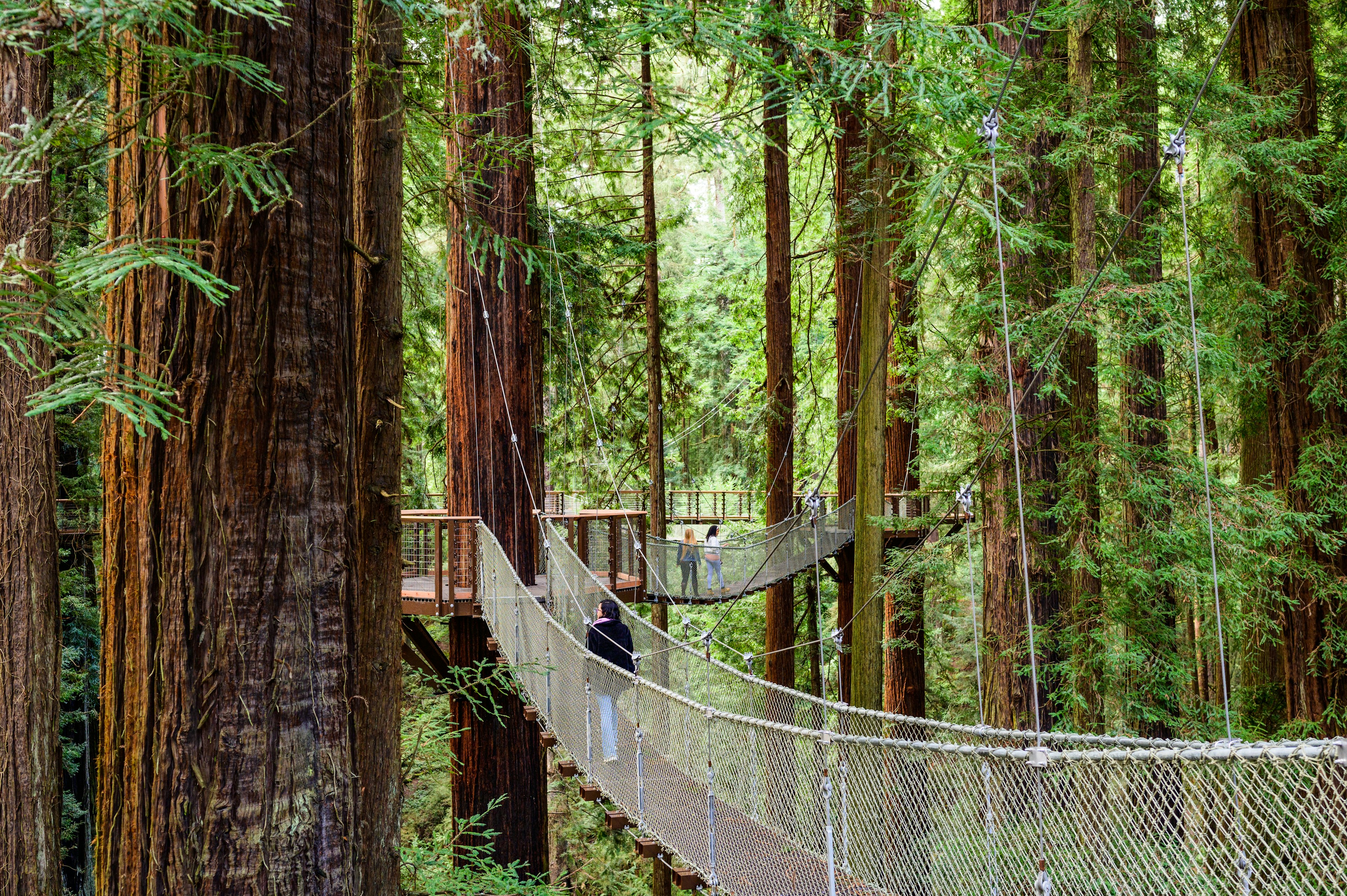 Raised canopy paths snake through an old-growth redwood forest.