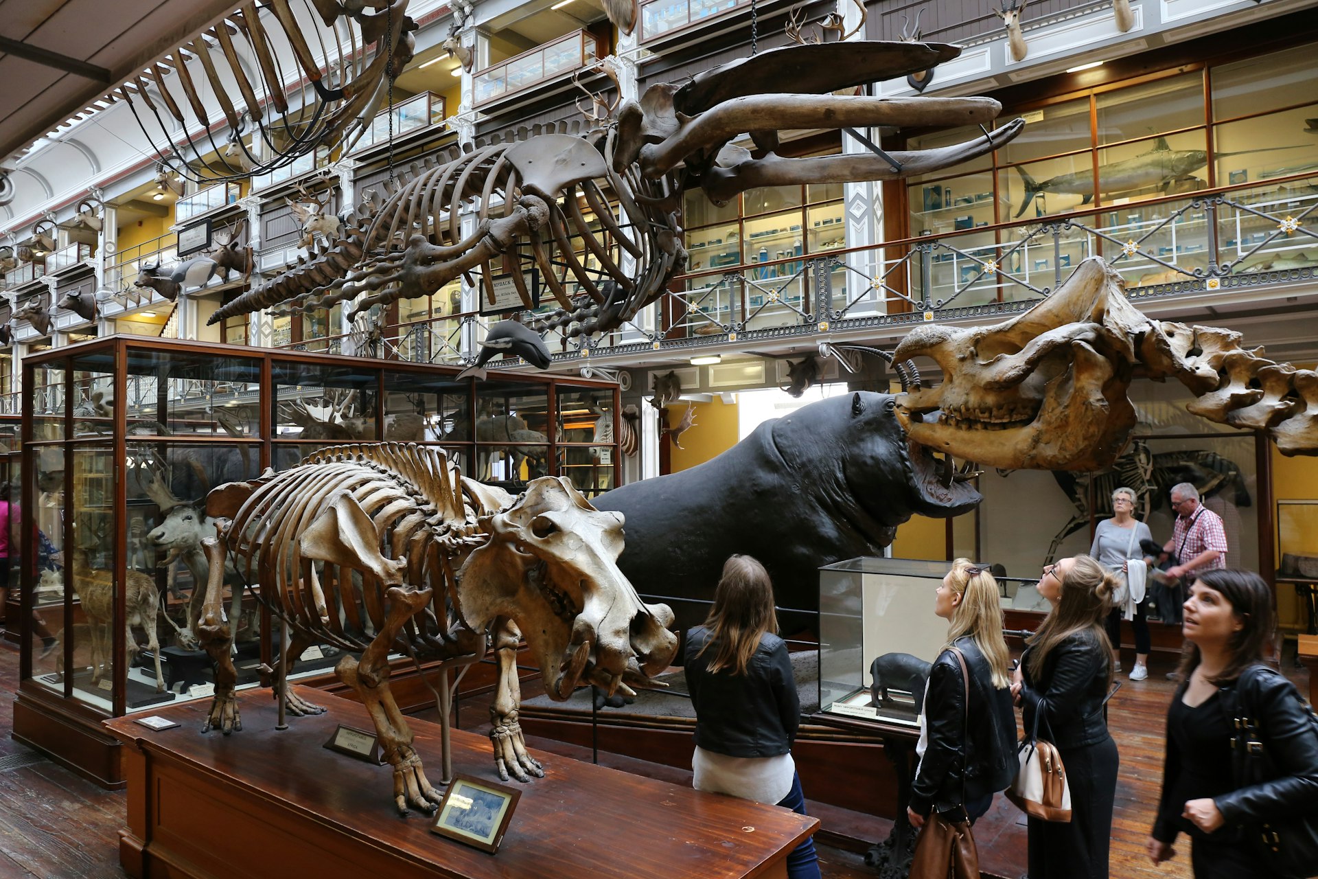 Dinosaur bones and taxidermied animals on display inside the National Museum of Ireland. 