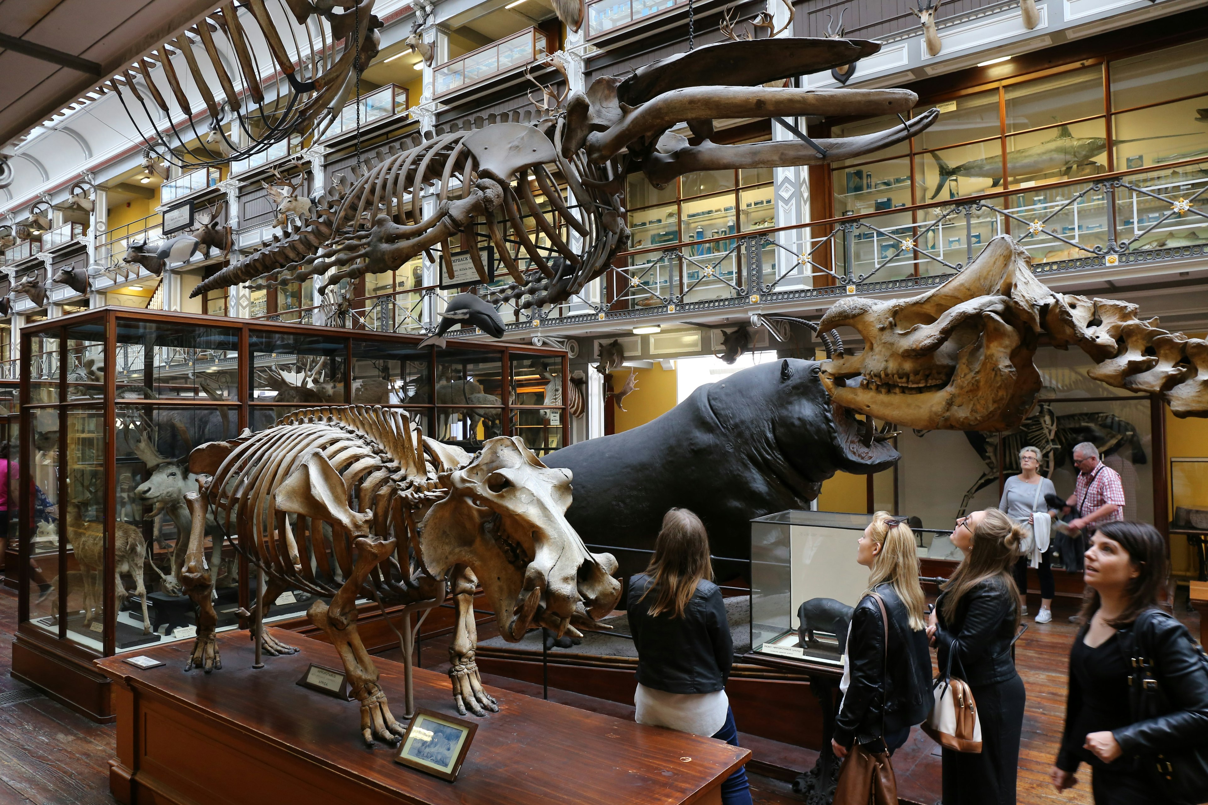 Dinosaur bones and taxidermied animals on display inside the National Museum of Ireland.