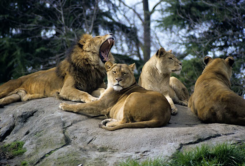 Lions at Seattle's Woodland Park Zoo