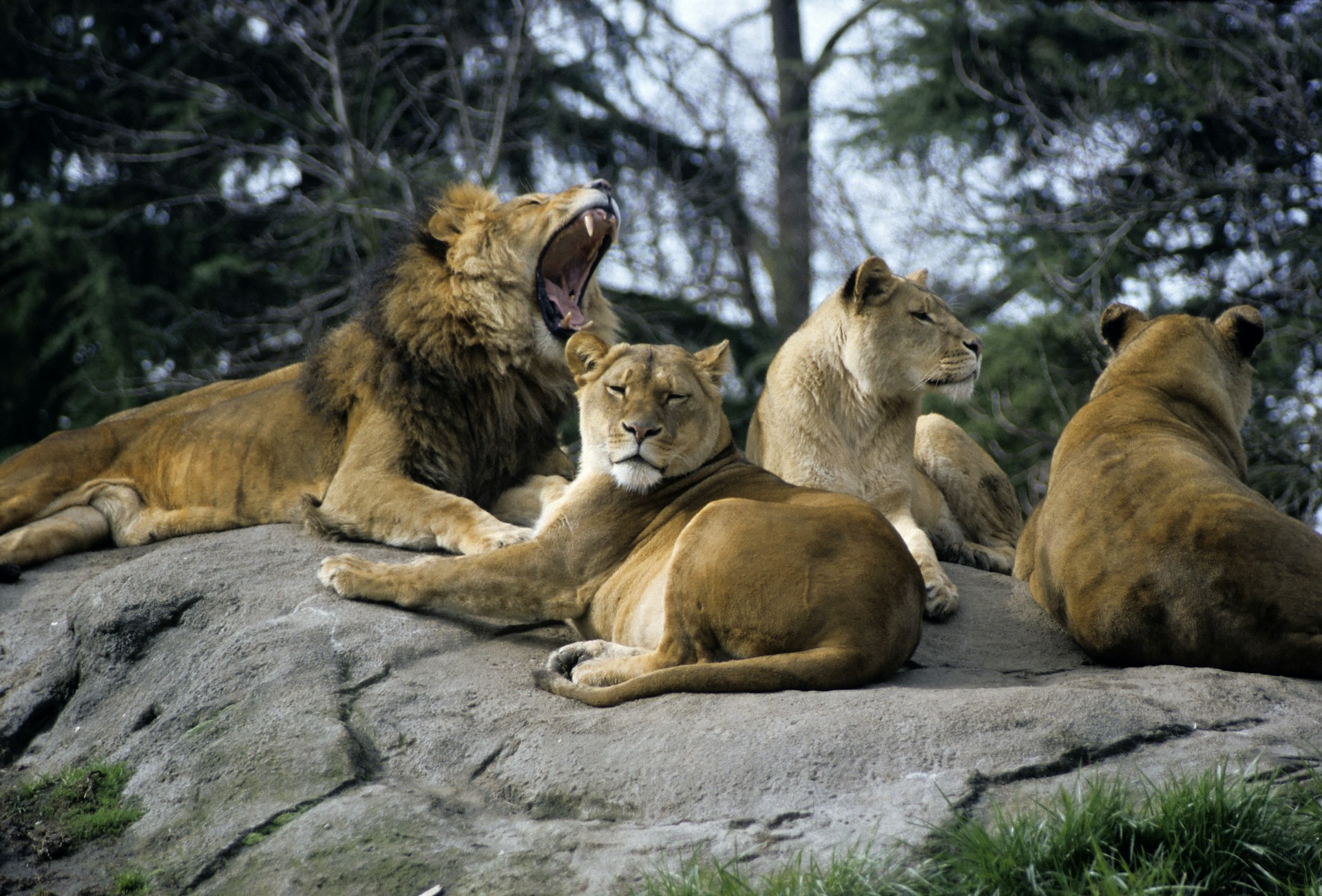 Lions at Woodland Park Zoo in Seattle