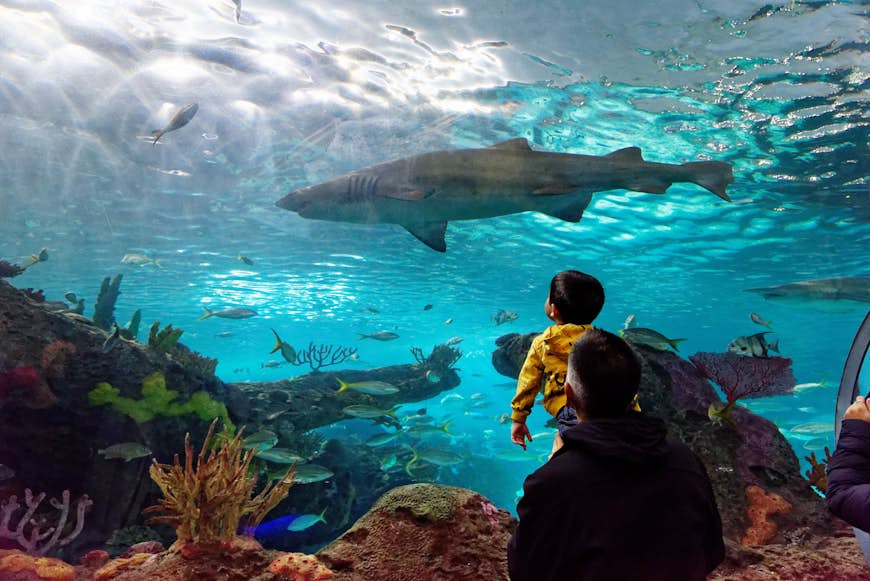 A man holds his son up to see the sand tiger shark inside Ripley's Aquarium of Canada