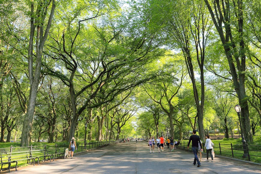 New York's parks, such as Central Park, are prime bird habitat