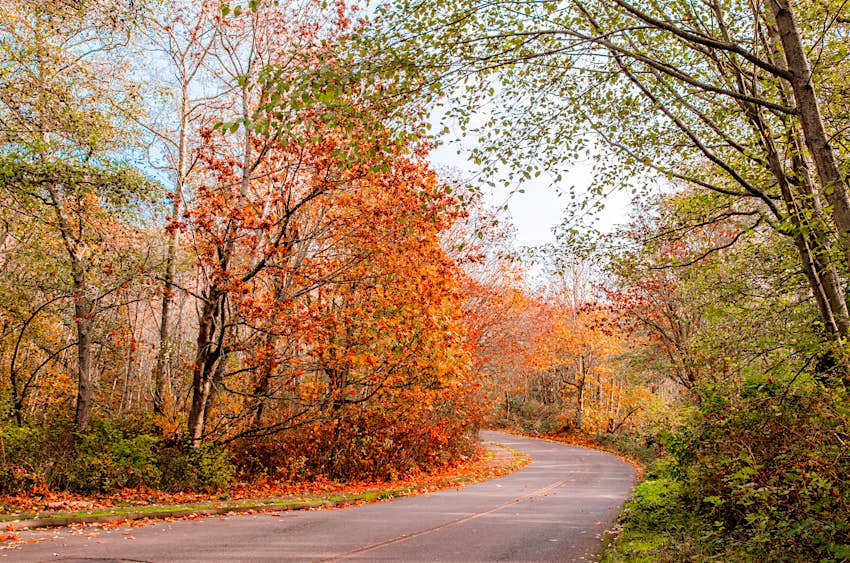 Discovery Park Seattle Road through a forest with autumn colours in Discovery Park