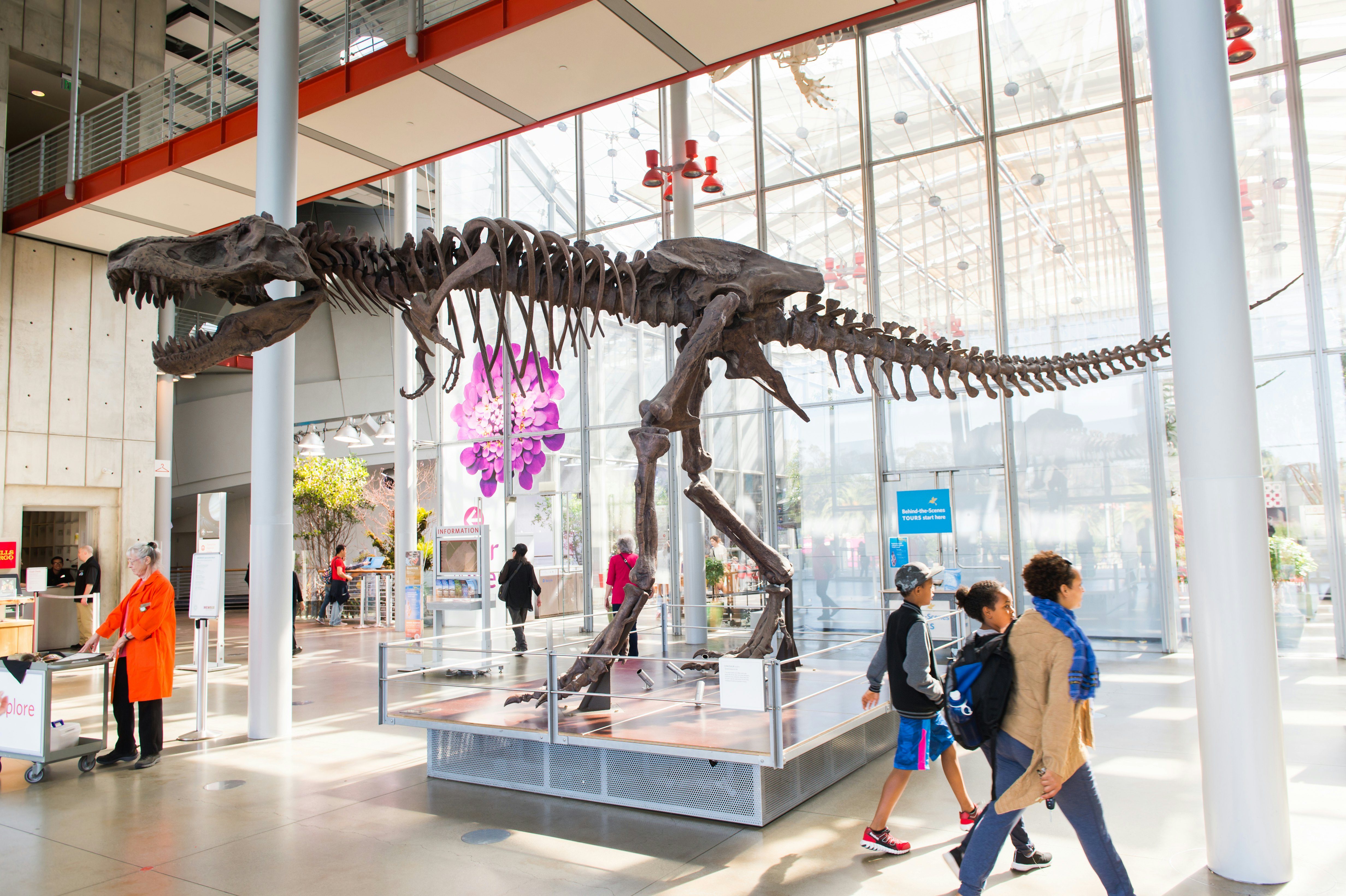 SAN FRANCISCO, USA - OCT 5, 2015: Tyrannosaur Rex skeleton in  California Academy of Sciences, a natural history museum in San Francisco, California. It was established in 1853