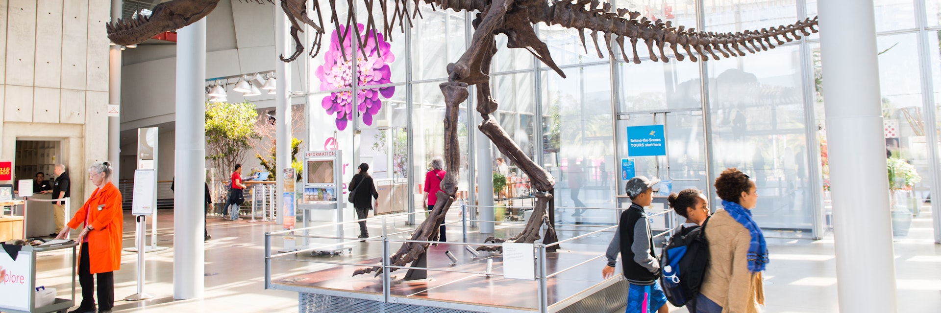 SAN FRANCISCO, USA - OCT 5, 2015: Tyrannosaur Rex skeleton in  California Academy of Sciences, a natural history museum in San Francisco, California. It was established in 1853