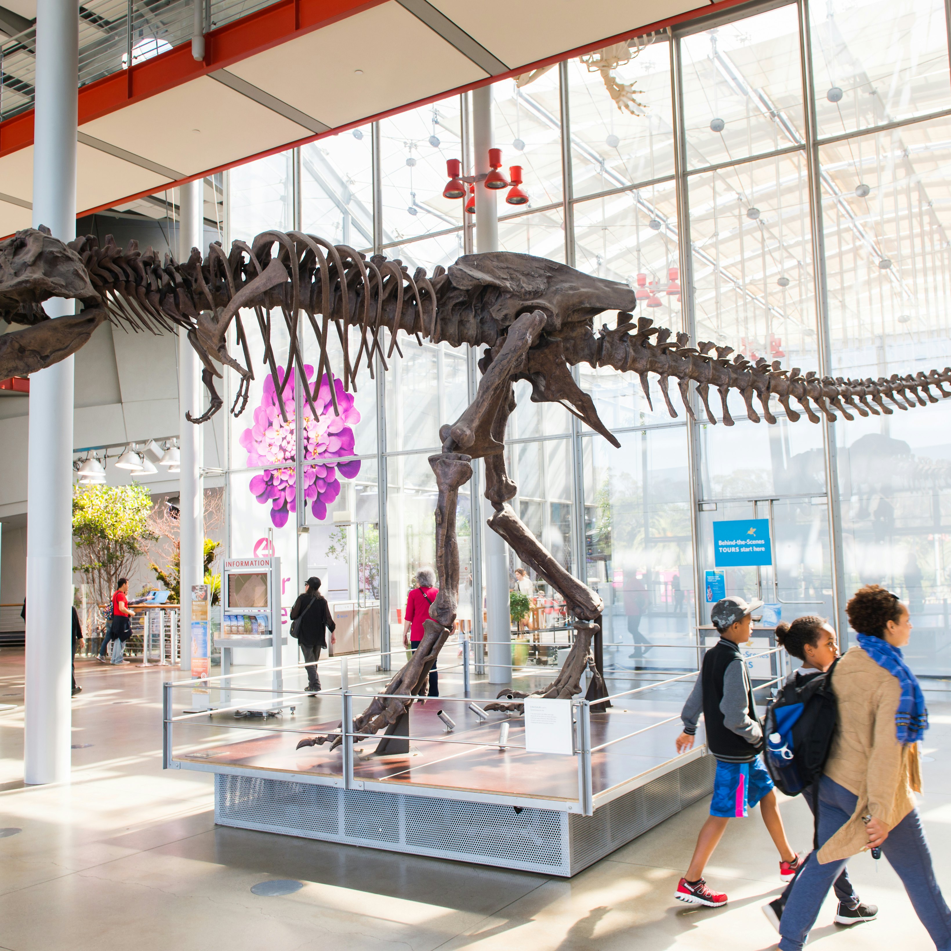 SAN FRANCISCO, USA - OCT 5, 2015: Tyrannosaur Rex skeleton in California Academy of Sciences, a natural history museum in San Francisco, California. It was established in 1853