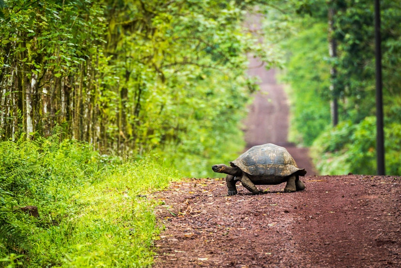 A Galapagos giant tortoise crossing a straight dirt road.