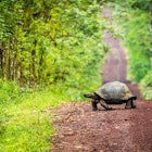 A Galapagos giant tortoise crossing a straight dirt road.