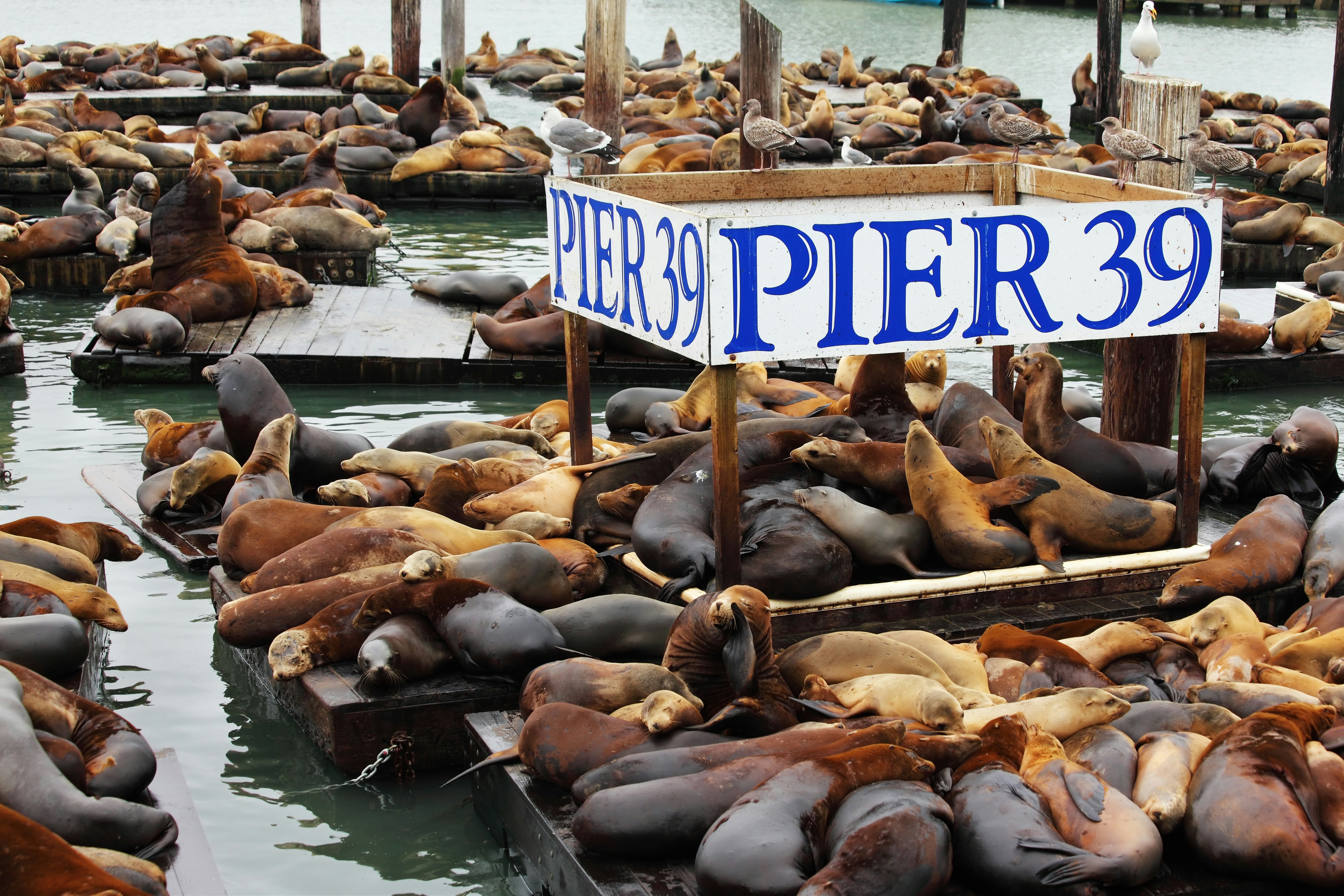 The well-known Pier 39 in San Francisco with sea lions. Animals are heated on wooden platforms