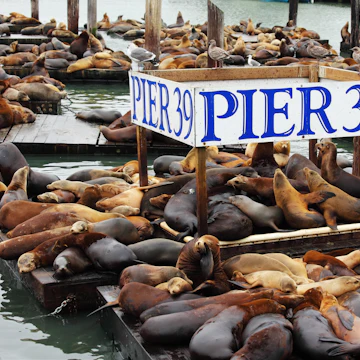 The well-known Pier 39 in San Francisco with sea lions. Animals are heated on wooden platforms