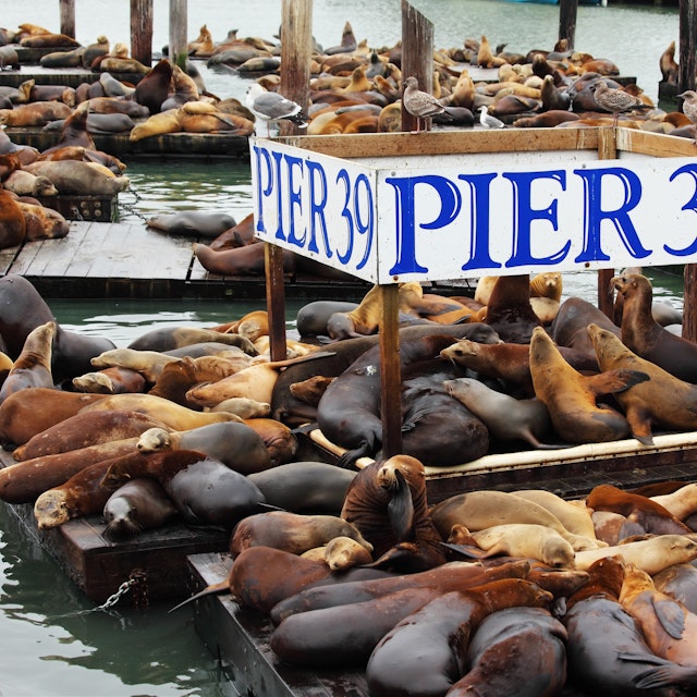 The well-known Pier 39 in San Francisco with sea lions. Animals are heated on wooden platforms