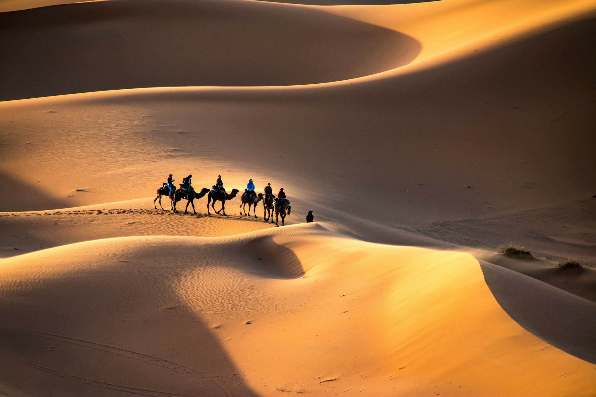A caravan of camels walking through the golden sand dunes of Erg Chebbi in Morocco