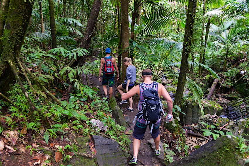 A group of people hike a trail in the thick rainforest of El Yunque in Puerto Rico