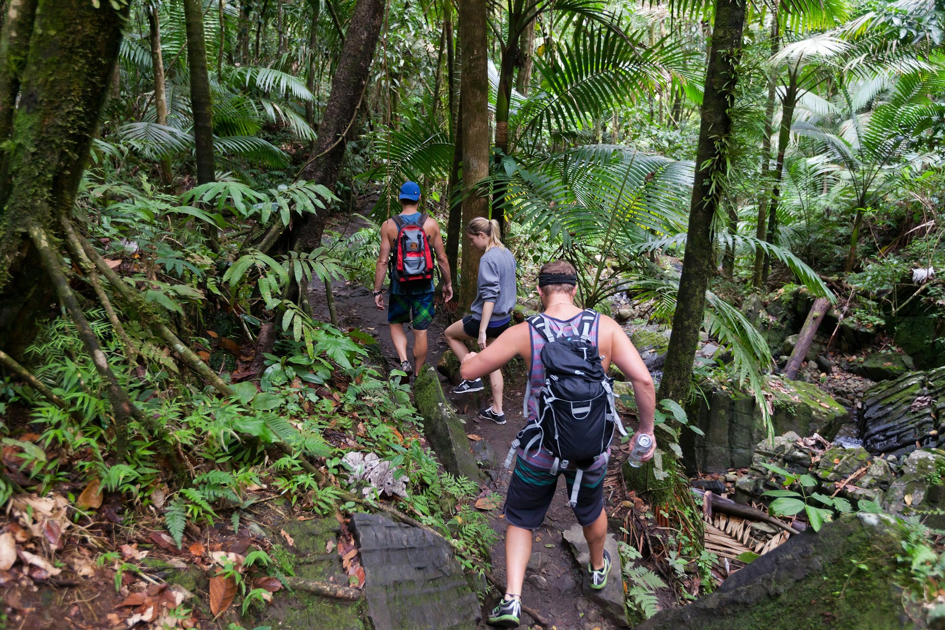 A group of people hike on a trail in the thick El Yunque Rainforest in Puerto Rico