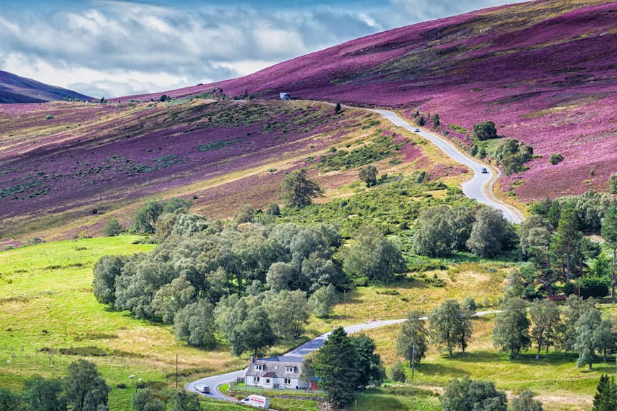 A road weaves through a hilly landscape with a purple hue from blooming lavender