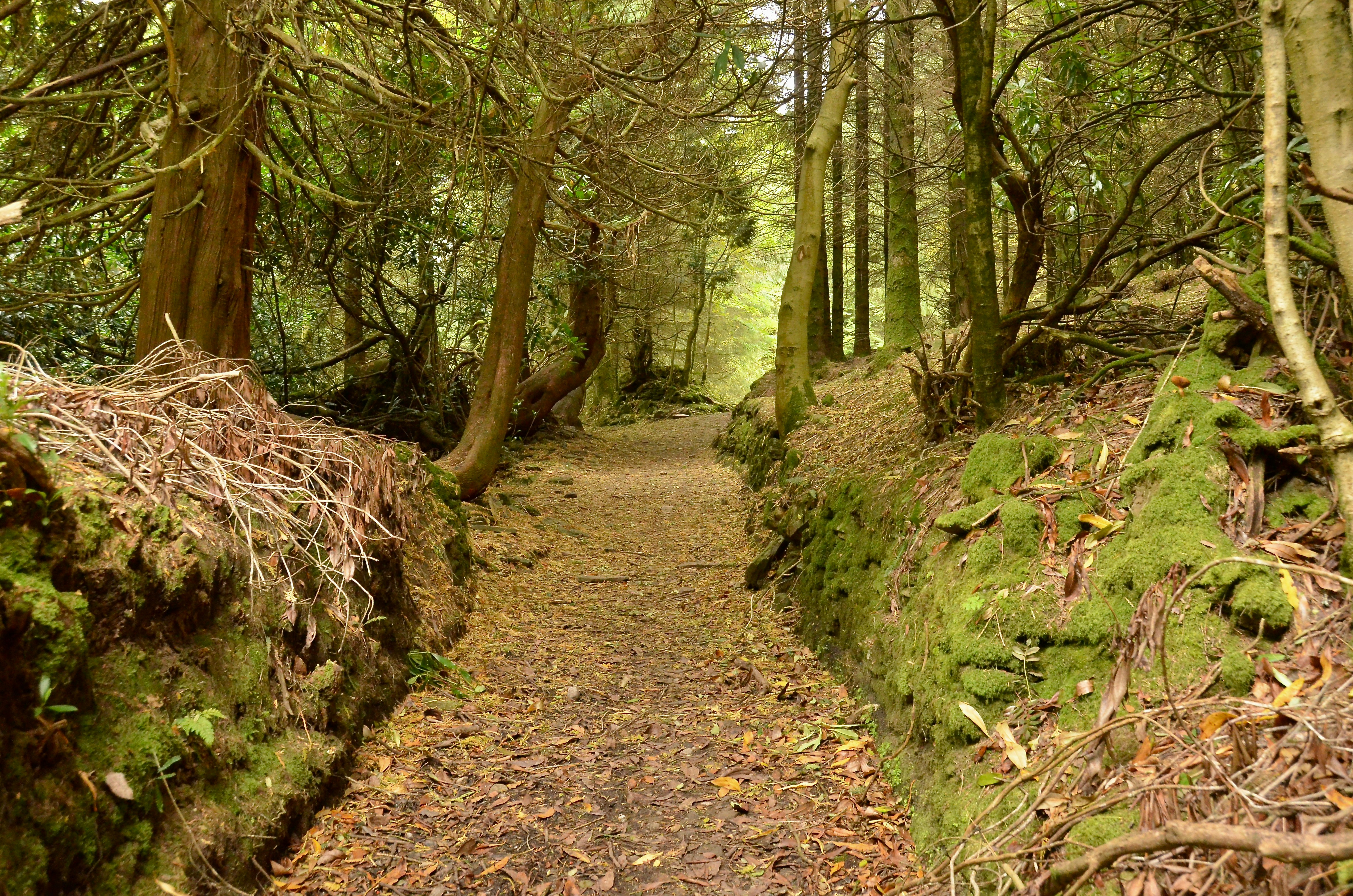 Mossy and leafy forest floor in Slieve Bloom Mountains.