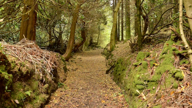 Mossy and leafy forest floor in Slieve Bloom Mountains.