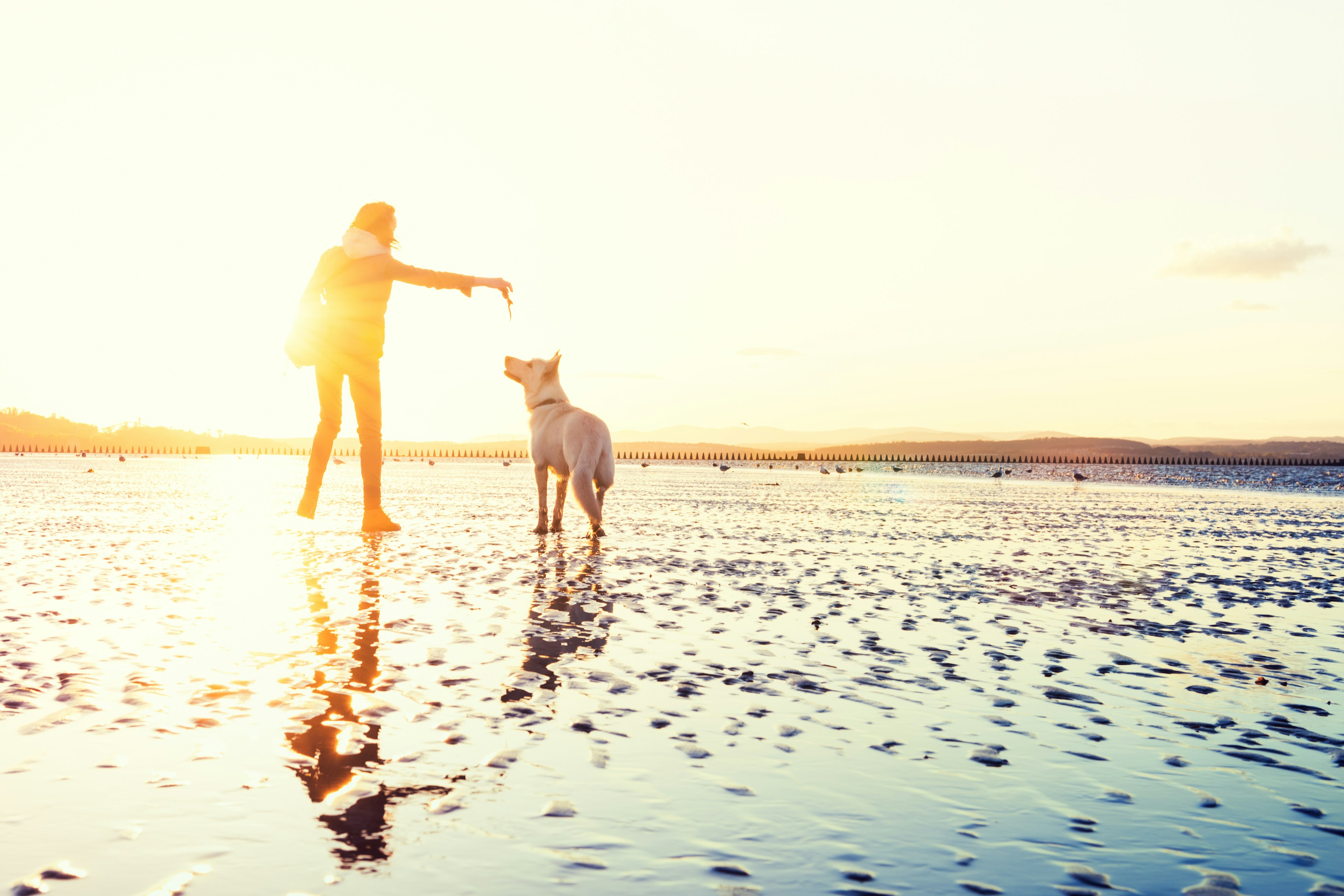 Head to a dog-friendly beach in Malibu