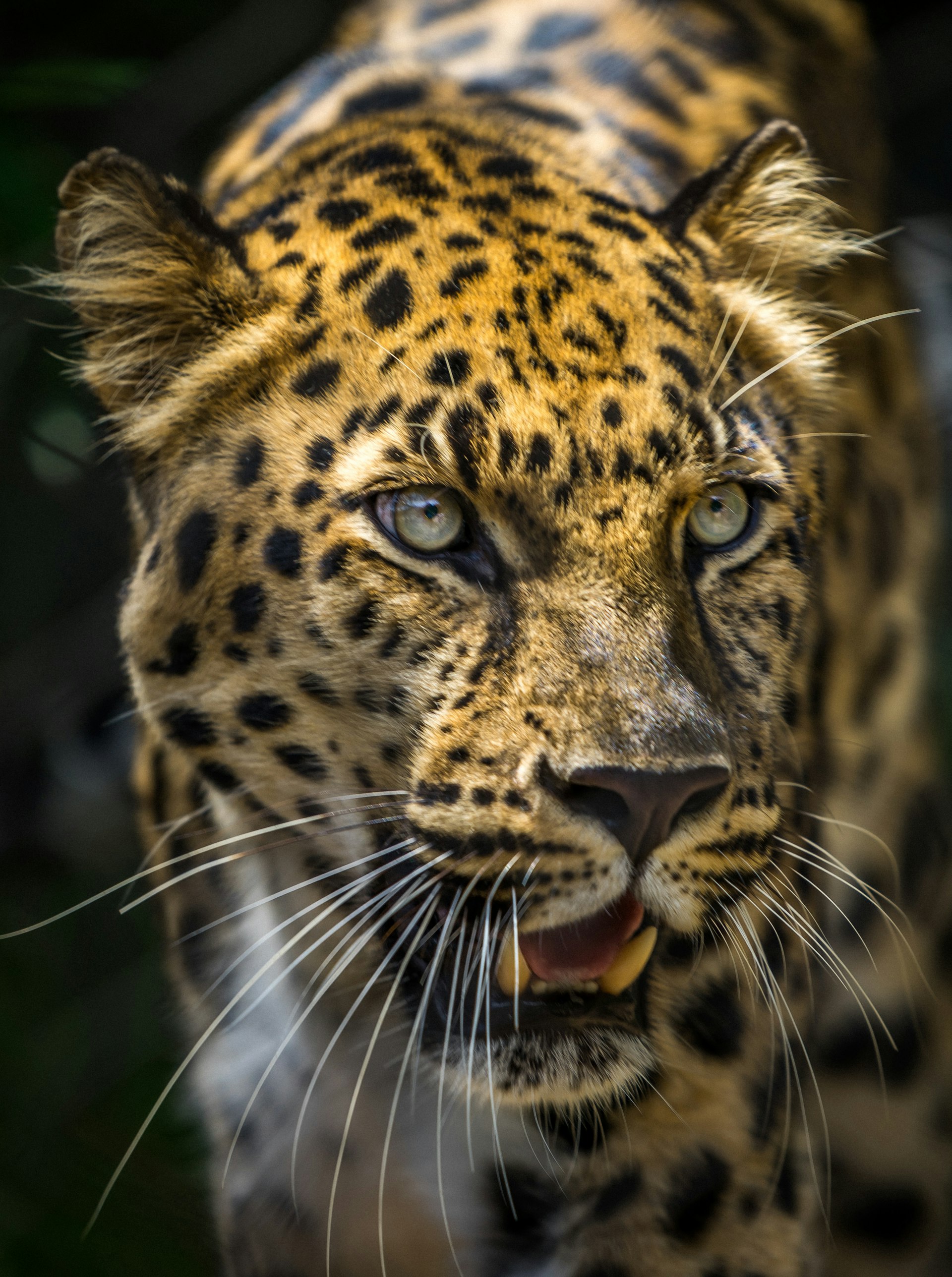 A close-up shot of a large cat with tan fur and black spots