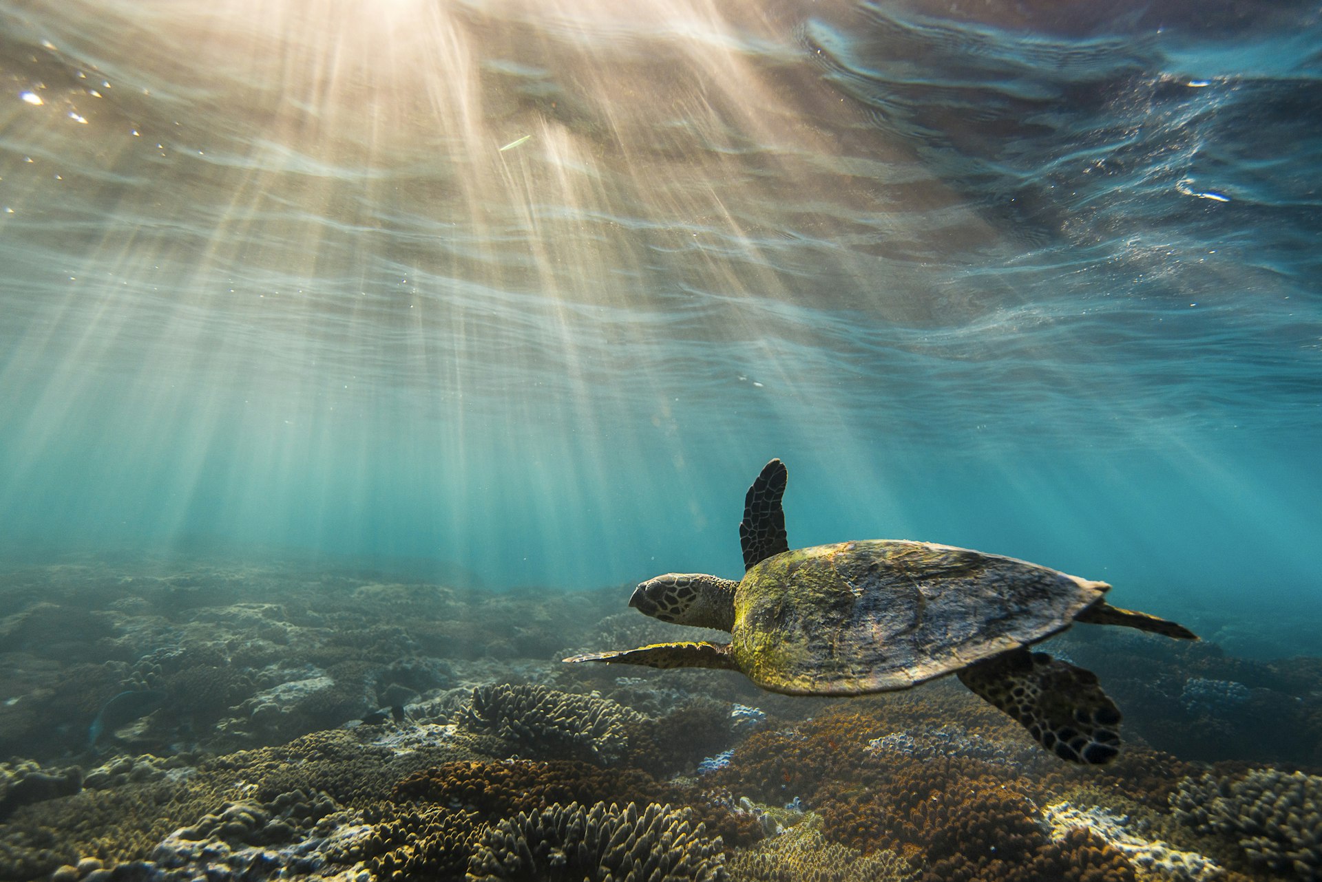 An underwater view of a turtle swimming over the Great Barrier Reef as sunshine breaks through the water