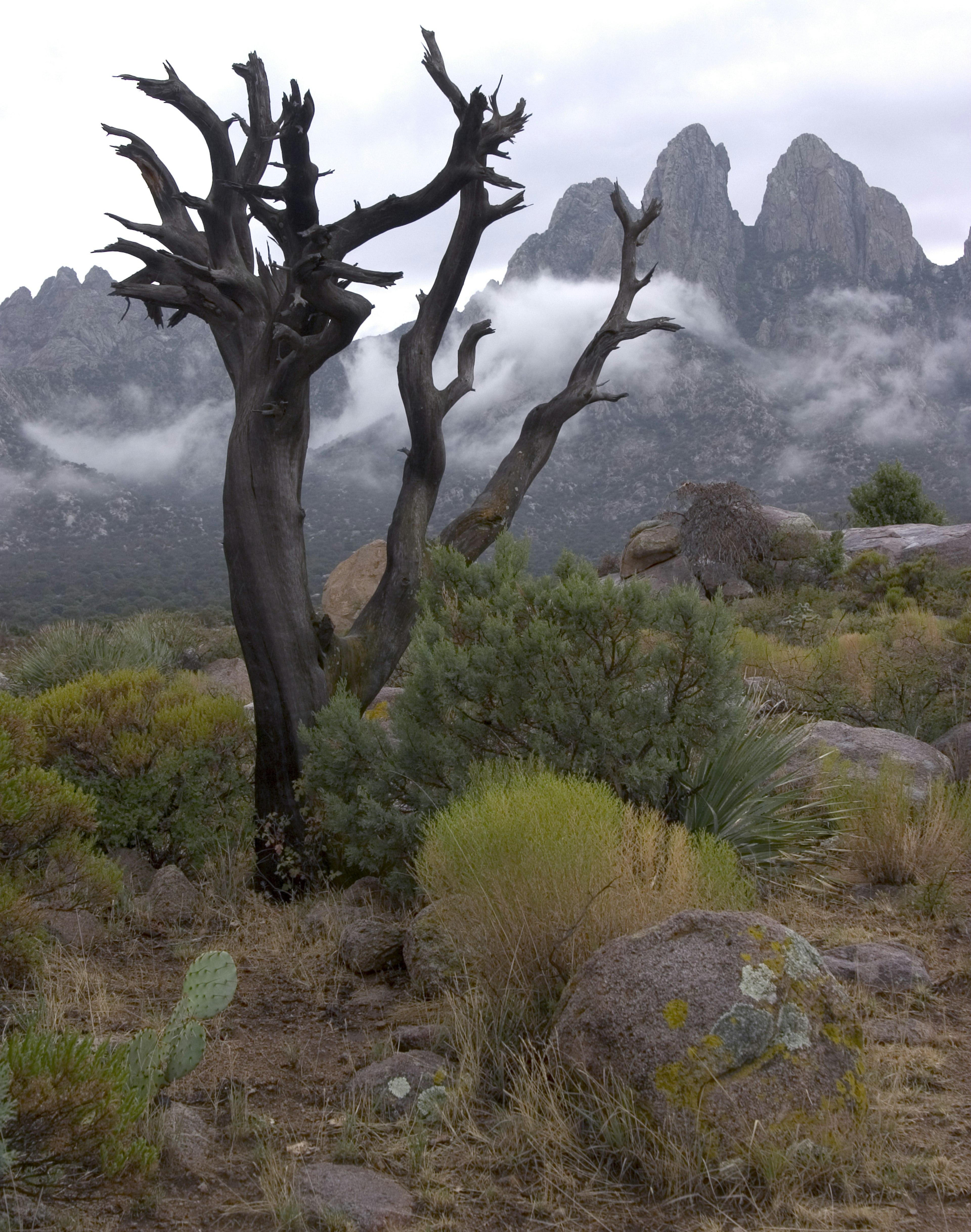 A crooked tree with no leaves stands in the foreground as jagged peaks covered in a light mist can be seen in the background. The rest of the arid area is covered in low shrubs.