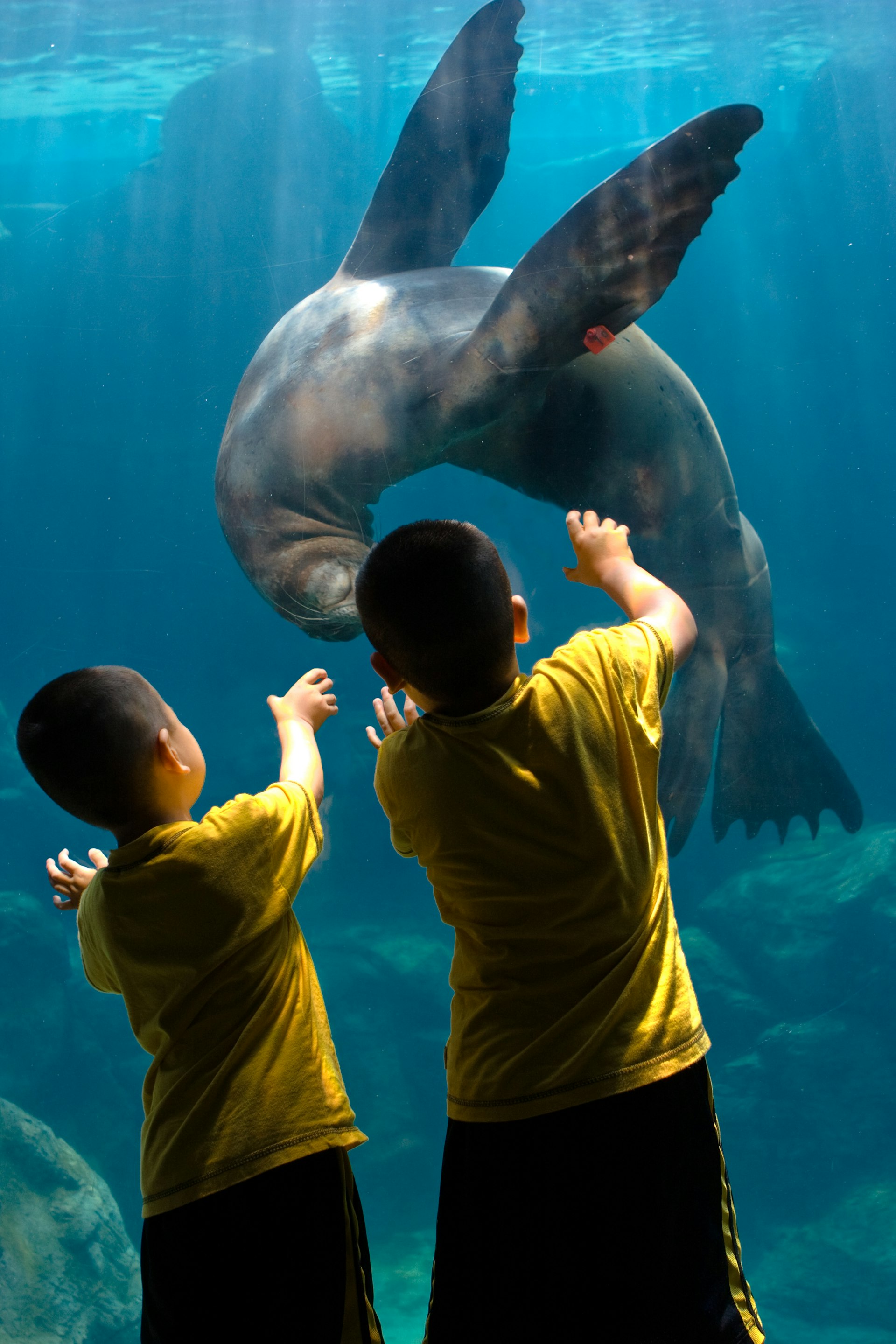 Children play with a sea lion at an Aquarium