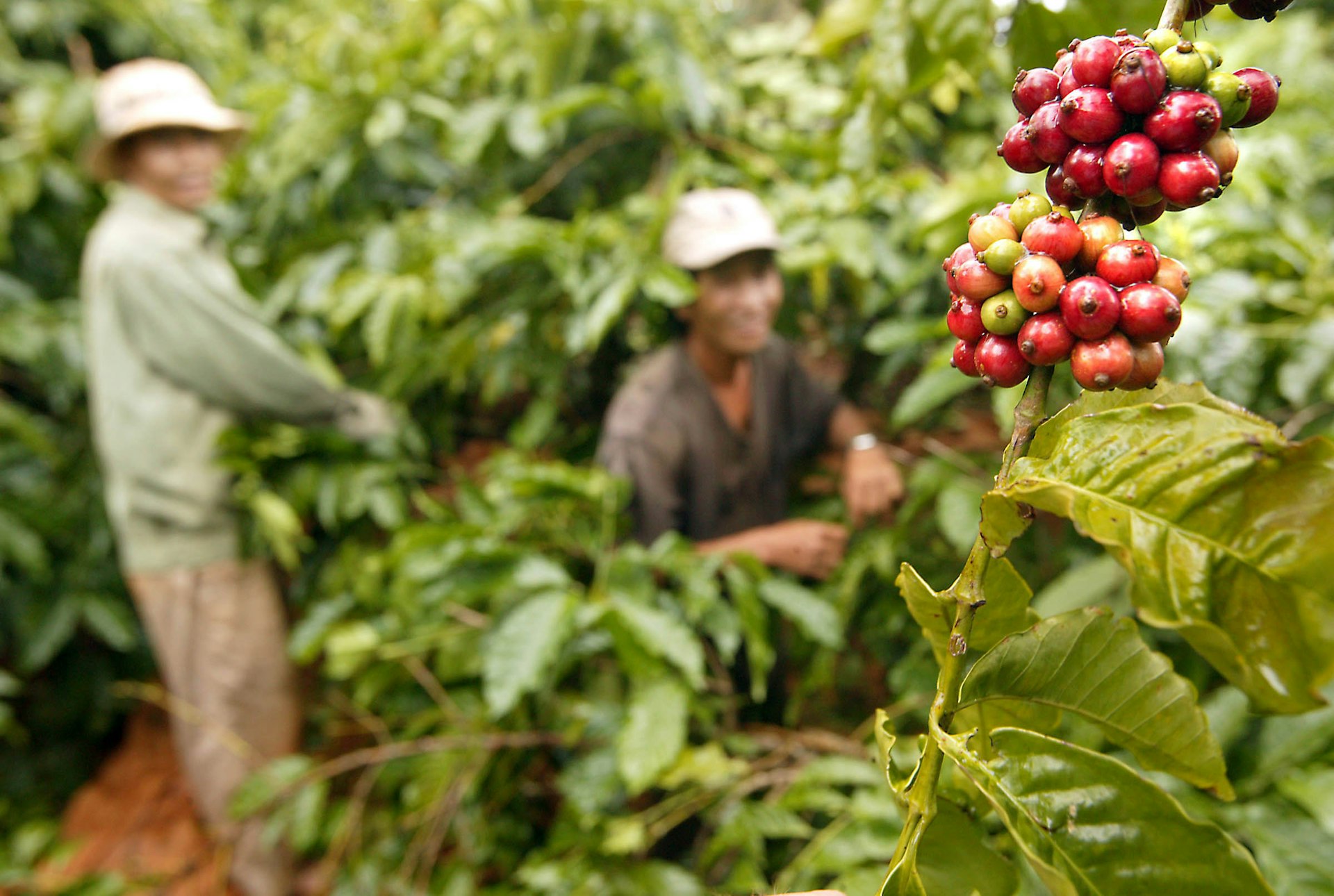 Plantation workers pick ripe coffee cherries during harvest season in Buon Ma Thuot, Vietnam.
