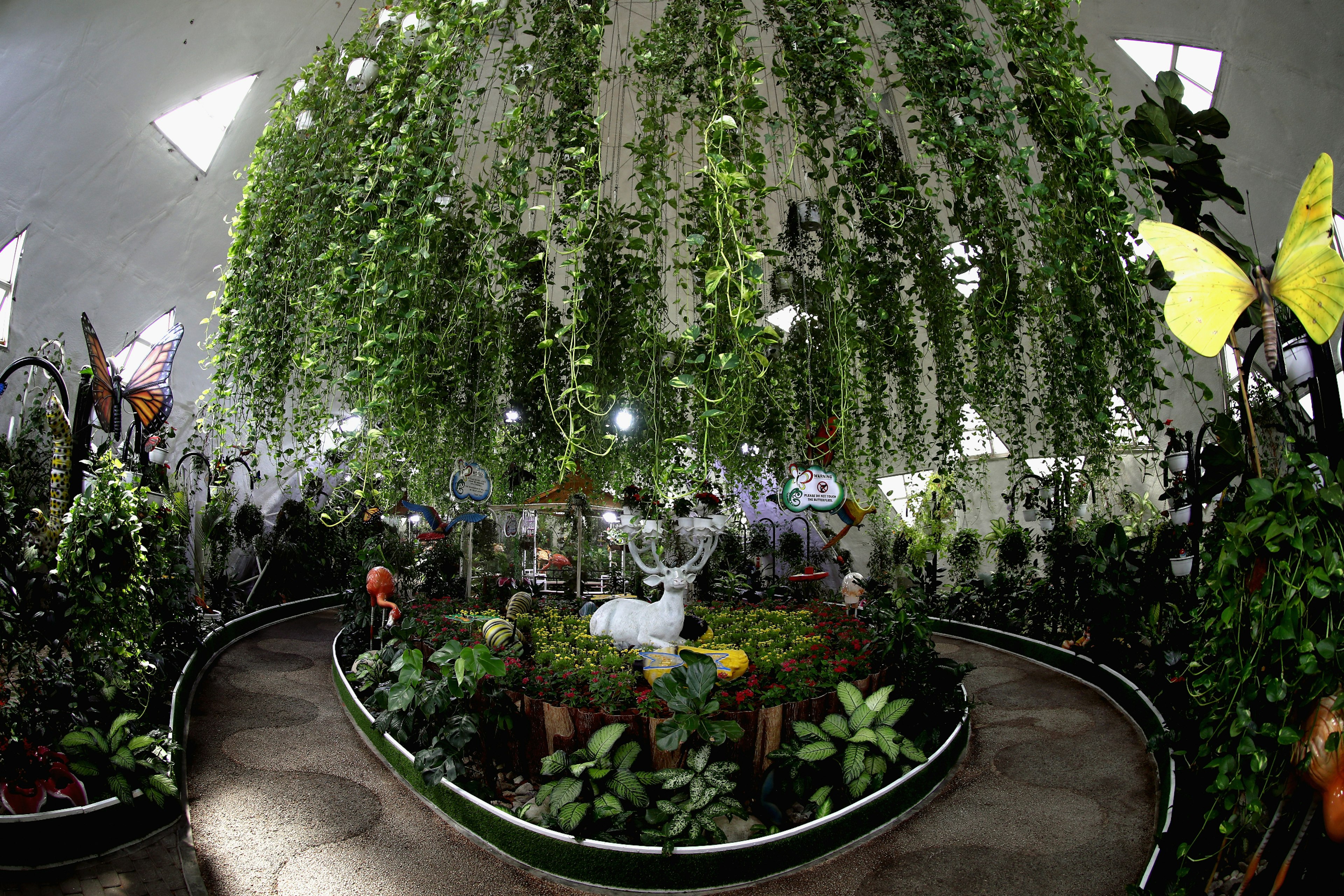 Сад бабочек в Дубае, ОАЭ