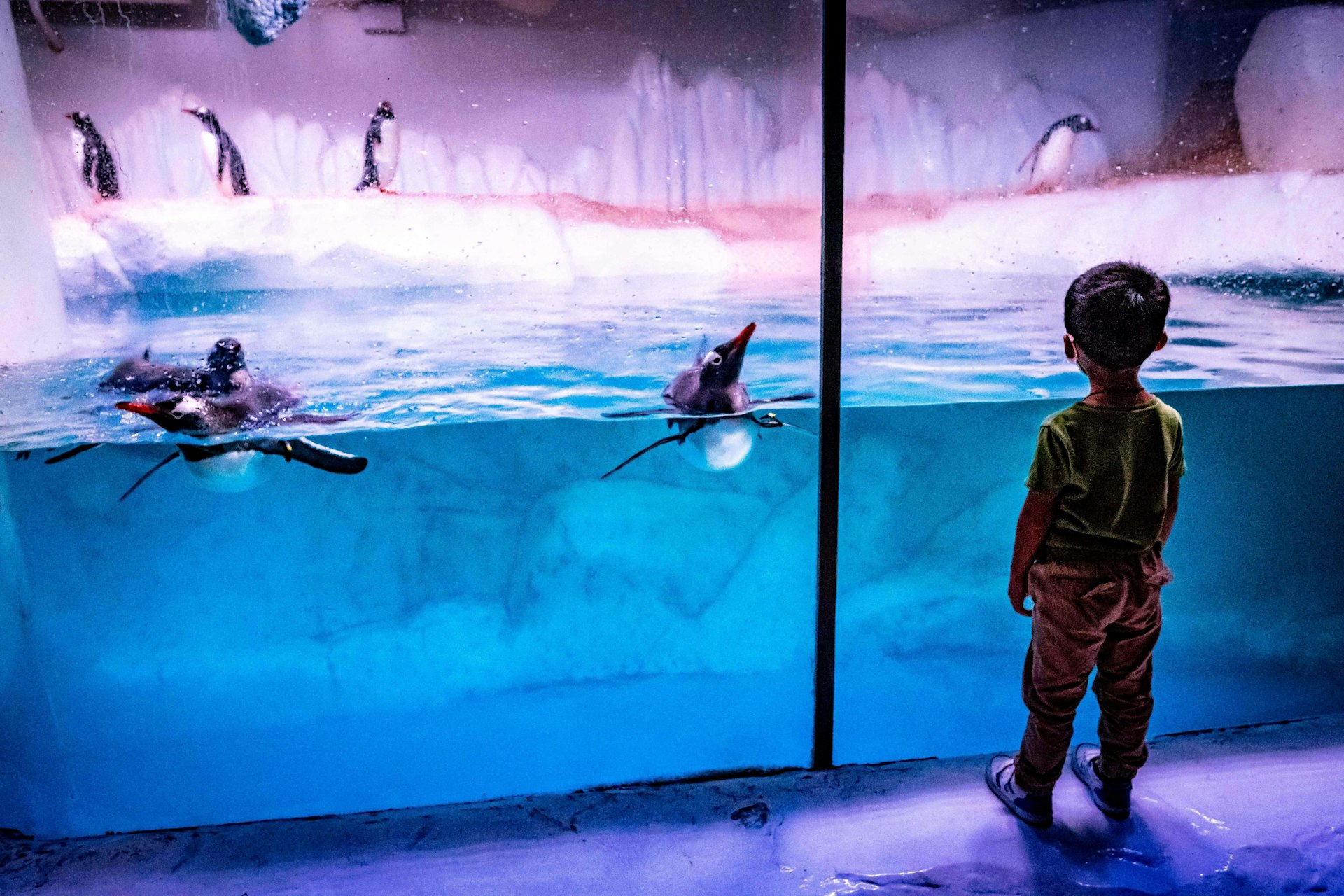 A child watches the penguins in their enclosure at the Sea Life Bangkok Ocean World aquarium in Bangkok