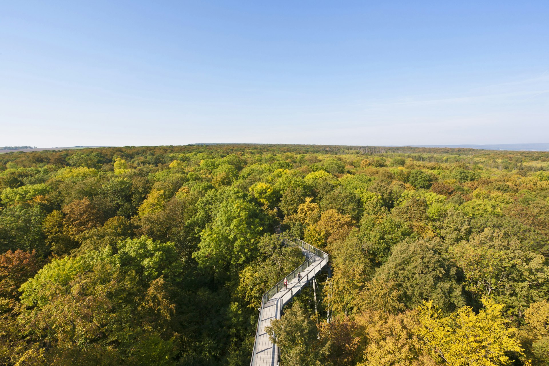 Elevated cycling trail through a forest in Hainich National Park, Germany