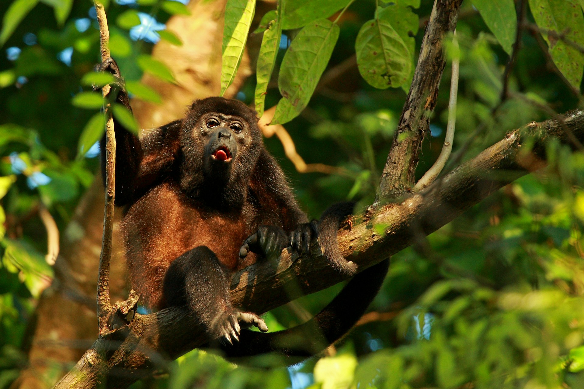 Howler monkey in a tree in Cabo Matapalo, Costa Rica