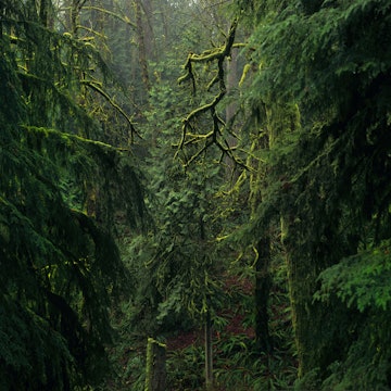 A section of Forest Park in Portland, Oregon. 5100 acres of old and second-growth temperate forest residing within city limits provide a welcome escape into its lushly green expanse.