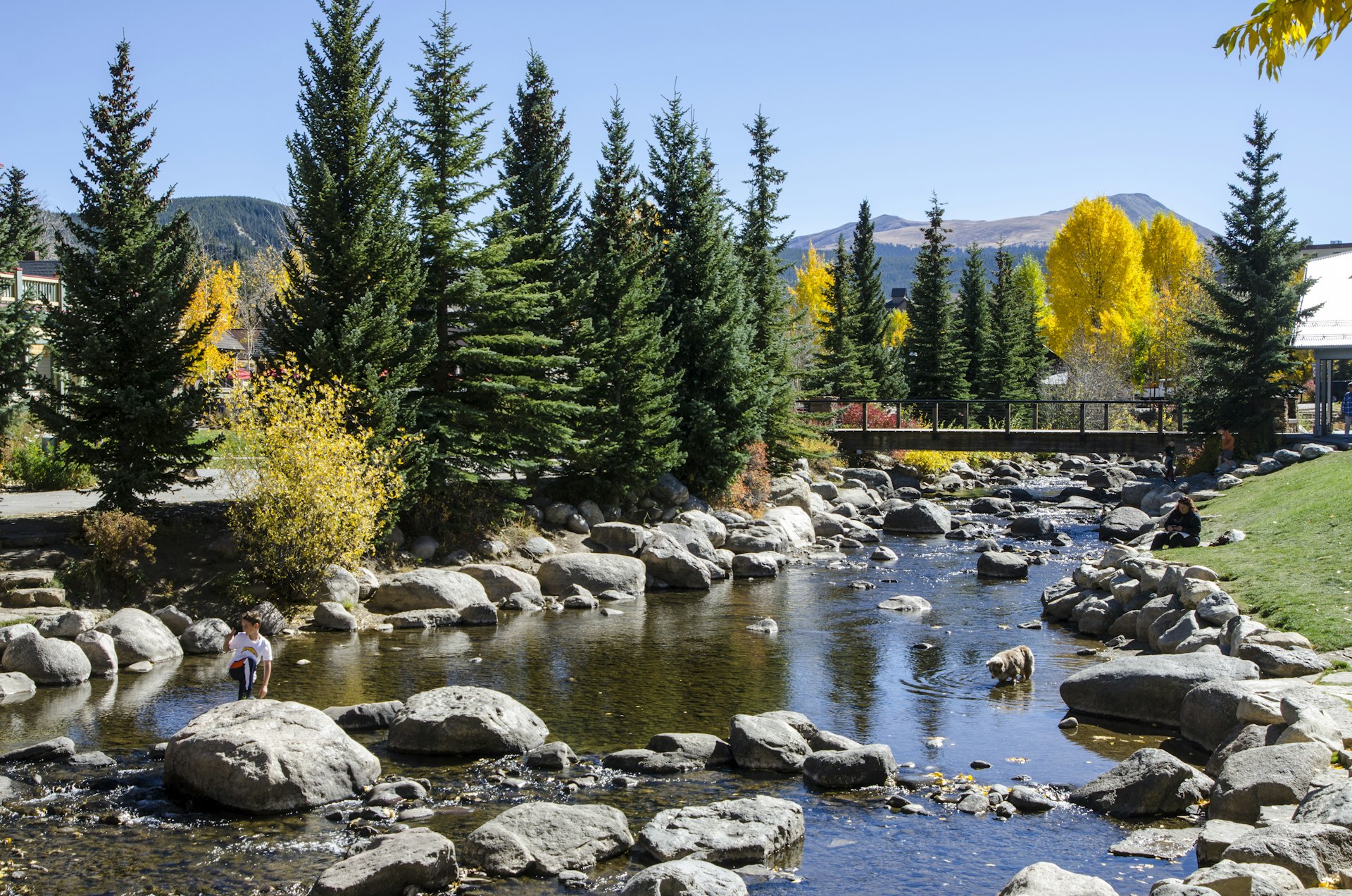 Dog playing in a river in Breckenridge, Colorado