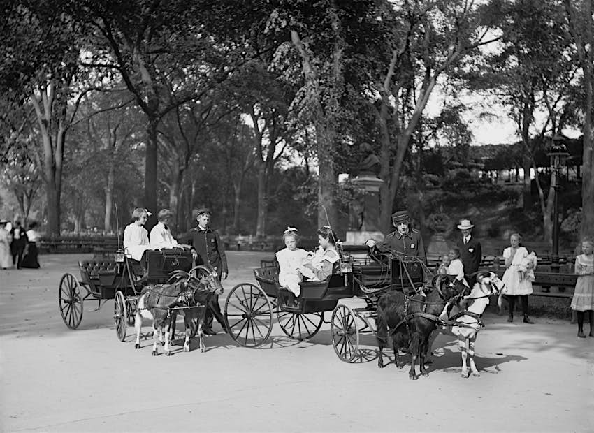 Children Riding in Goat Carriages, Central Park, New York City, USA, circa 1904 Children Riding in Goat Carriages, Central Park, New York City, USA, circa 1904