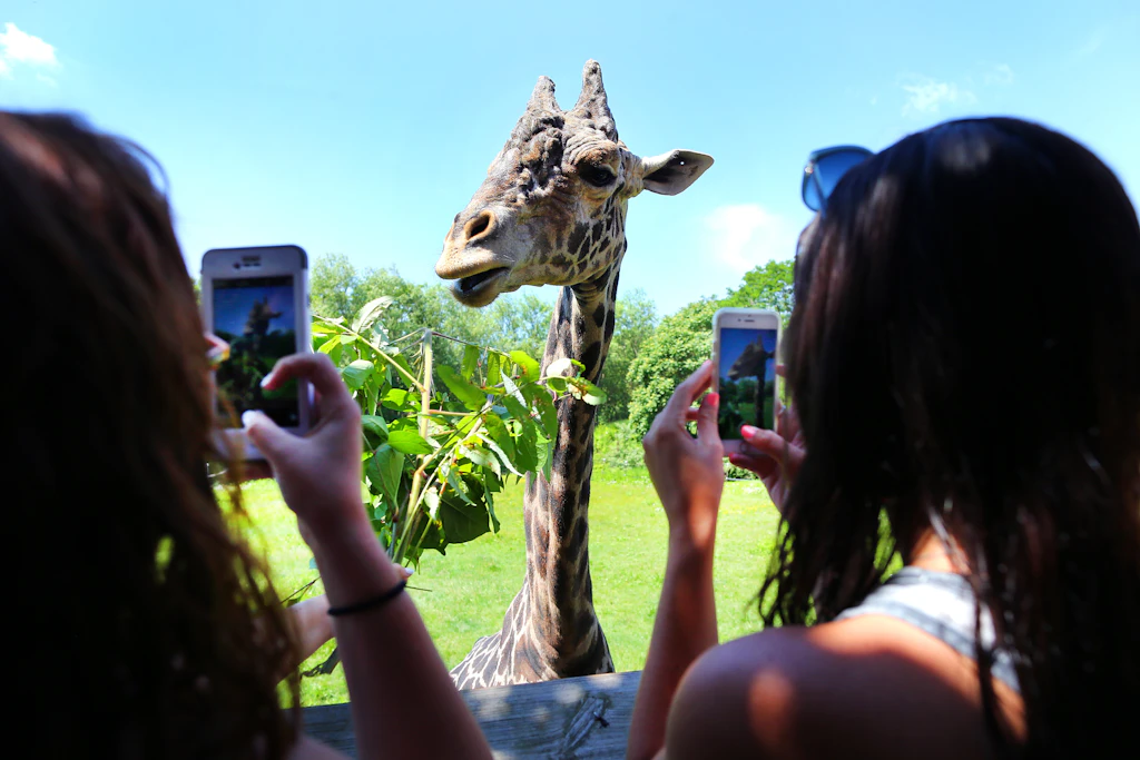 Two women hold up their mobile phones to take photos of a large long-necked giraffe 