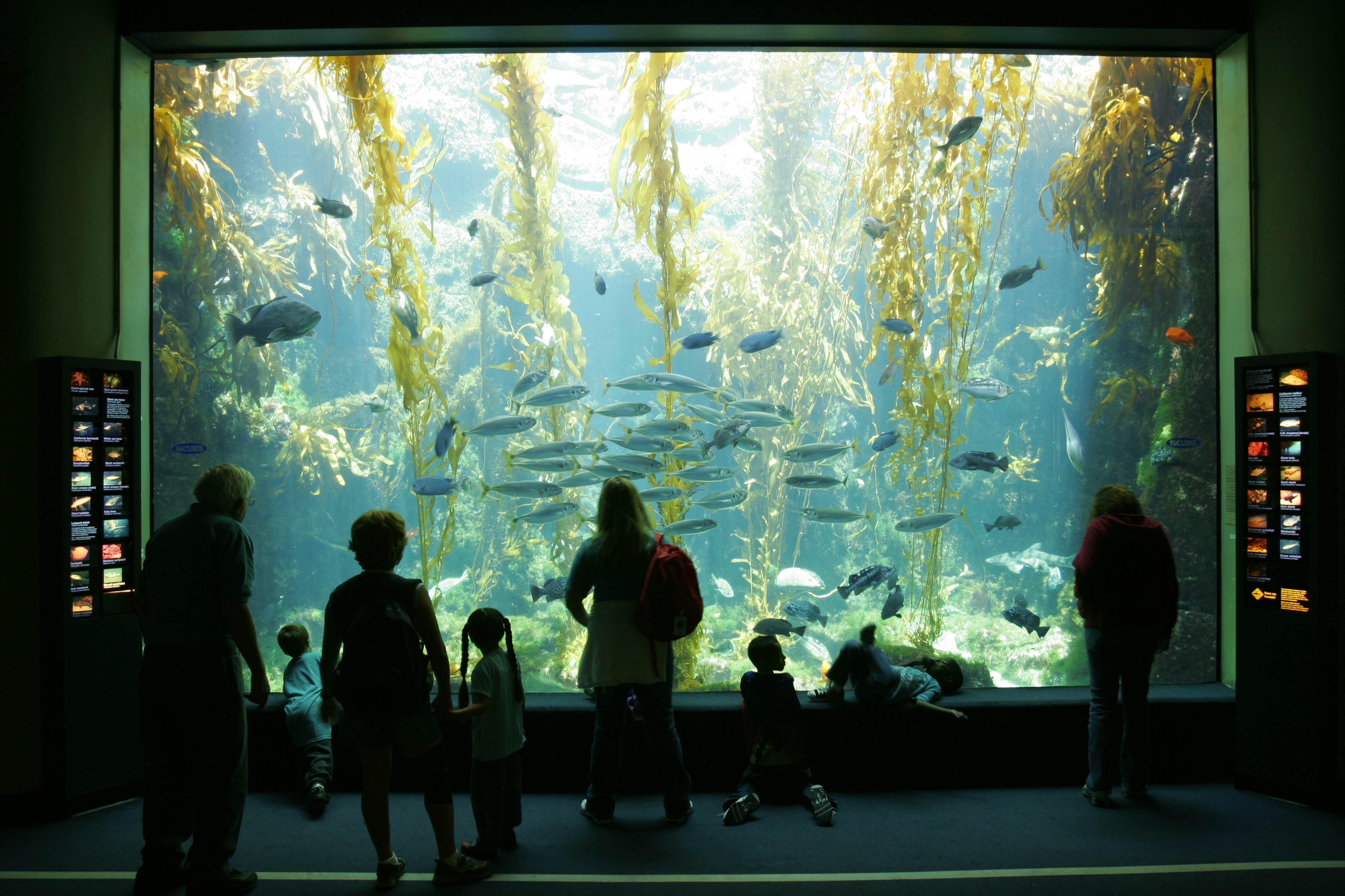 Birch Aquarium At Scripps, La Jolla, California. (Photo by: Education Images/Citizens of the Planet/Universal Images Group via Getty Images)