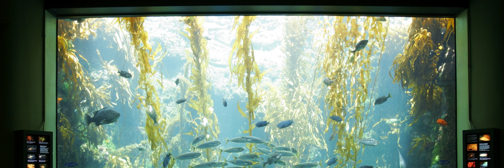 Birch Aquarium At Scripps, La Jolla, California. (Photo by: Education Images/Citizens of the Planet/Universal Images Group via Getty Images)