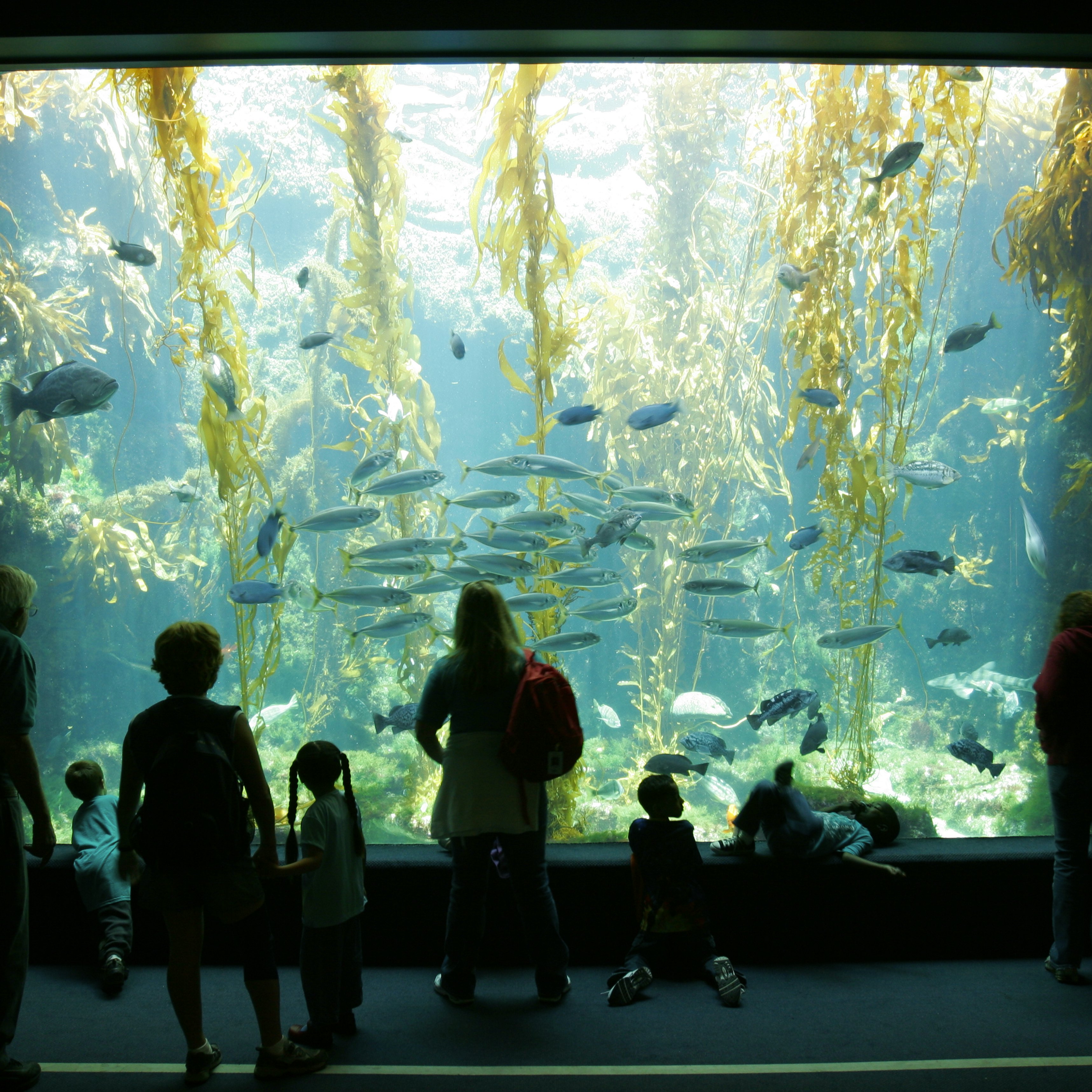 Birch Aquarium At Scripps, La Jolla, California. (Photo by: Education Images/Citizens of the Planet/Universal Images Group via Getty Images)