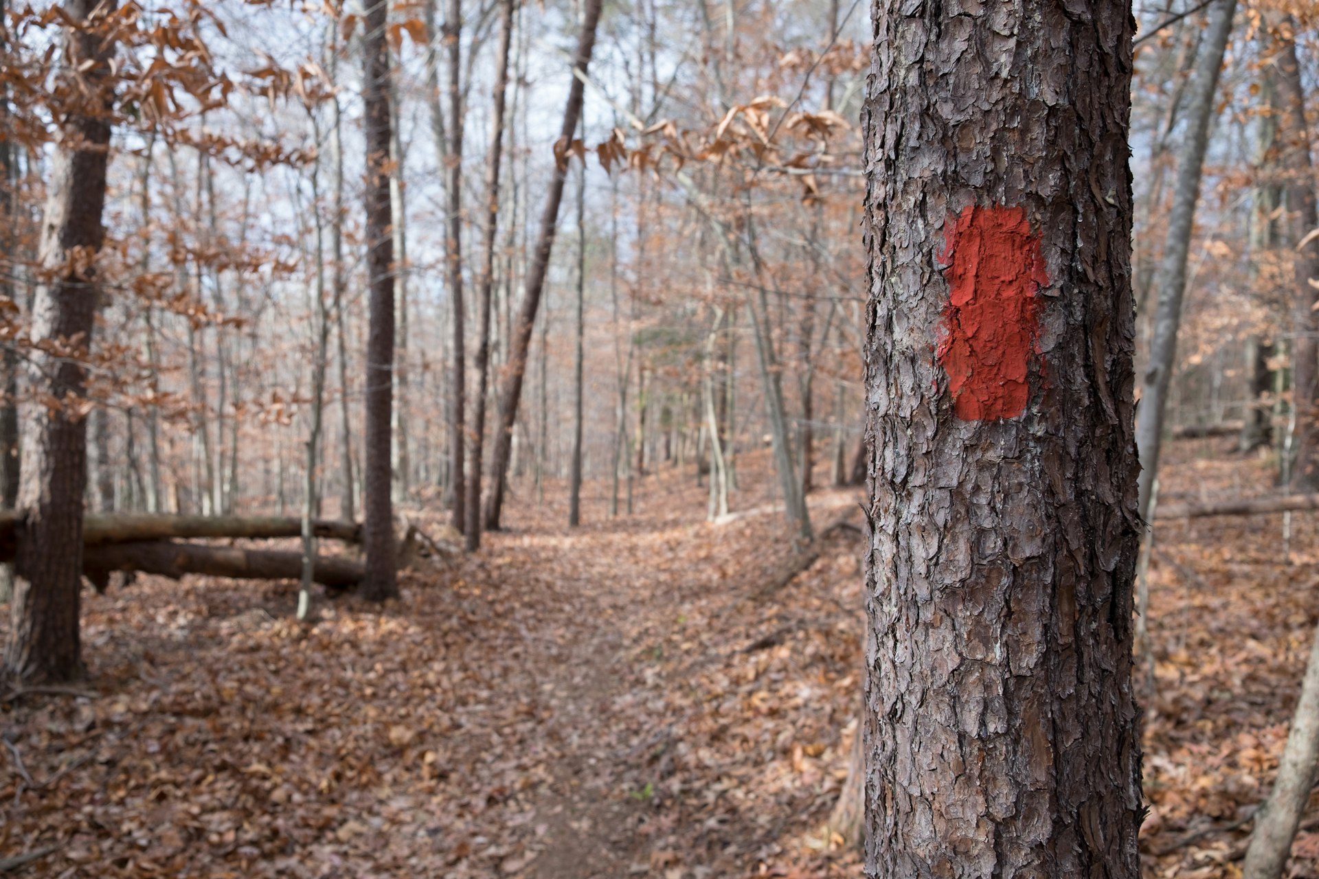 RED PAINT TRAIL MARKING ON A TREE  / DIRECTION FOR HIKERS AND TREKKERS / PRINCE WILLIAM FOREST PARK VIRGINIA USA