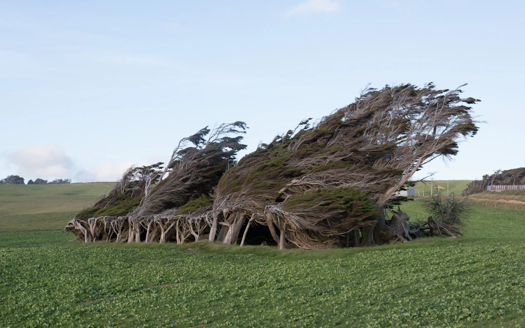 Slope Point trees in New Zealand 