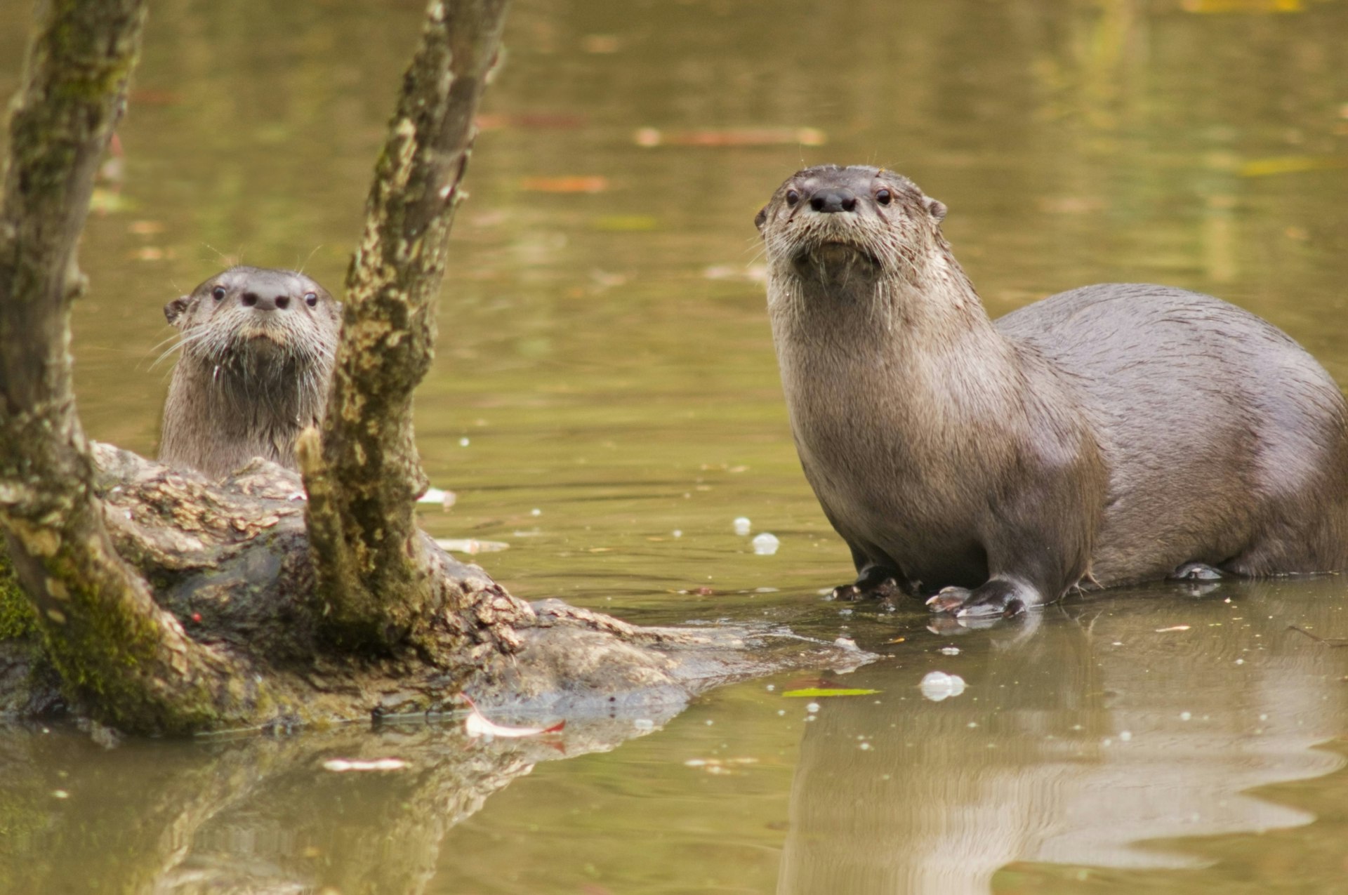 River otters in the water at Oaks Bottom Wildlife Refuge in Portland, Oregon