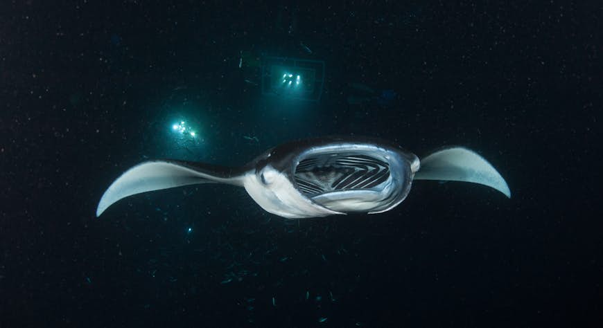 An underwater photo of a manta ray at night