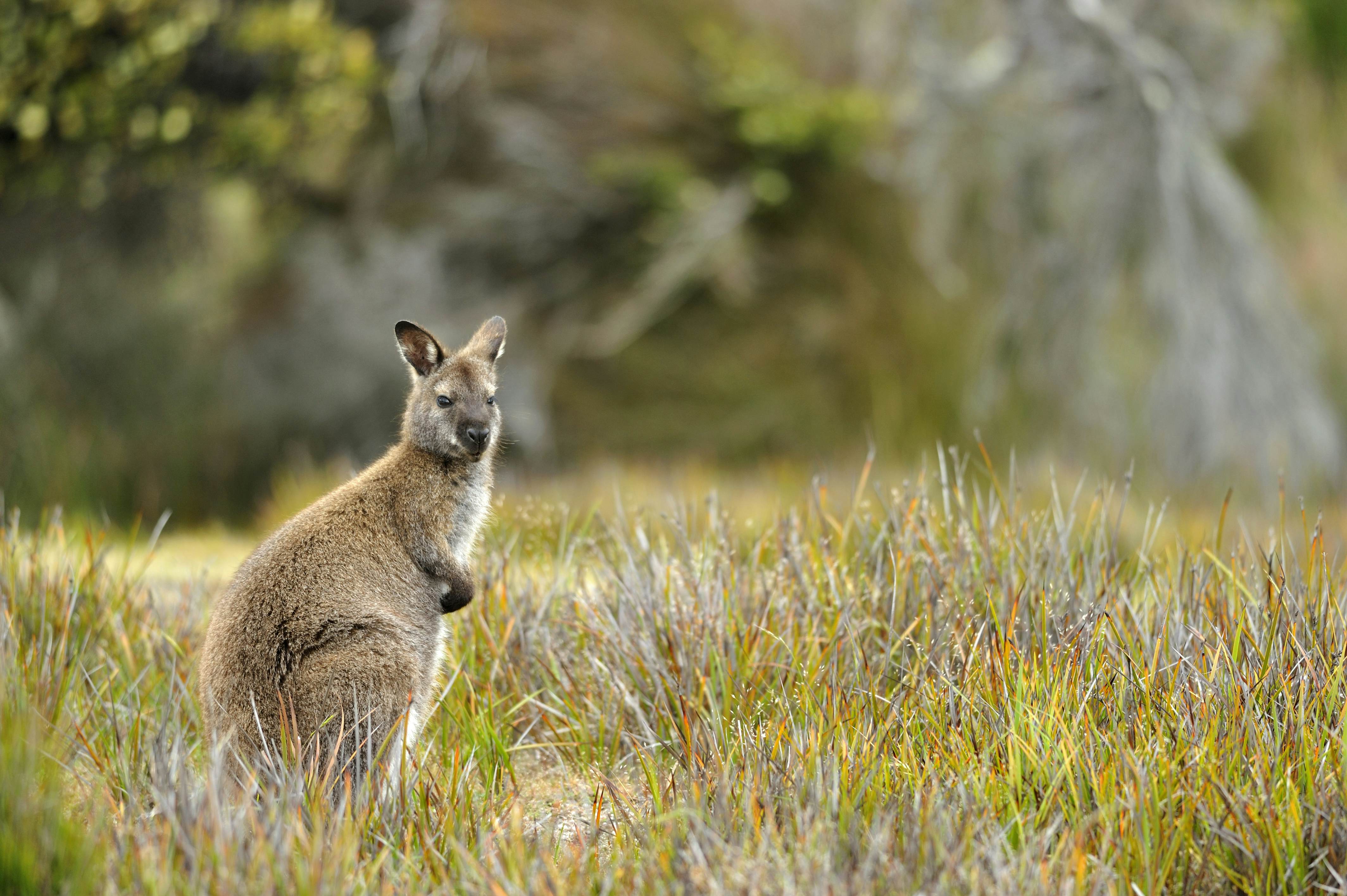A wallaby in the wild in Tasmania