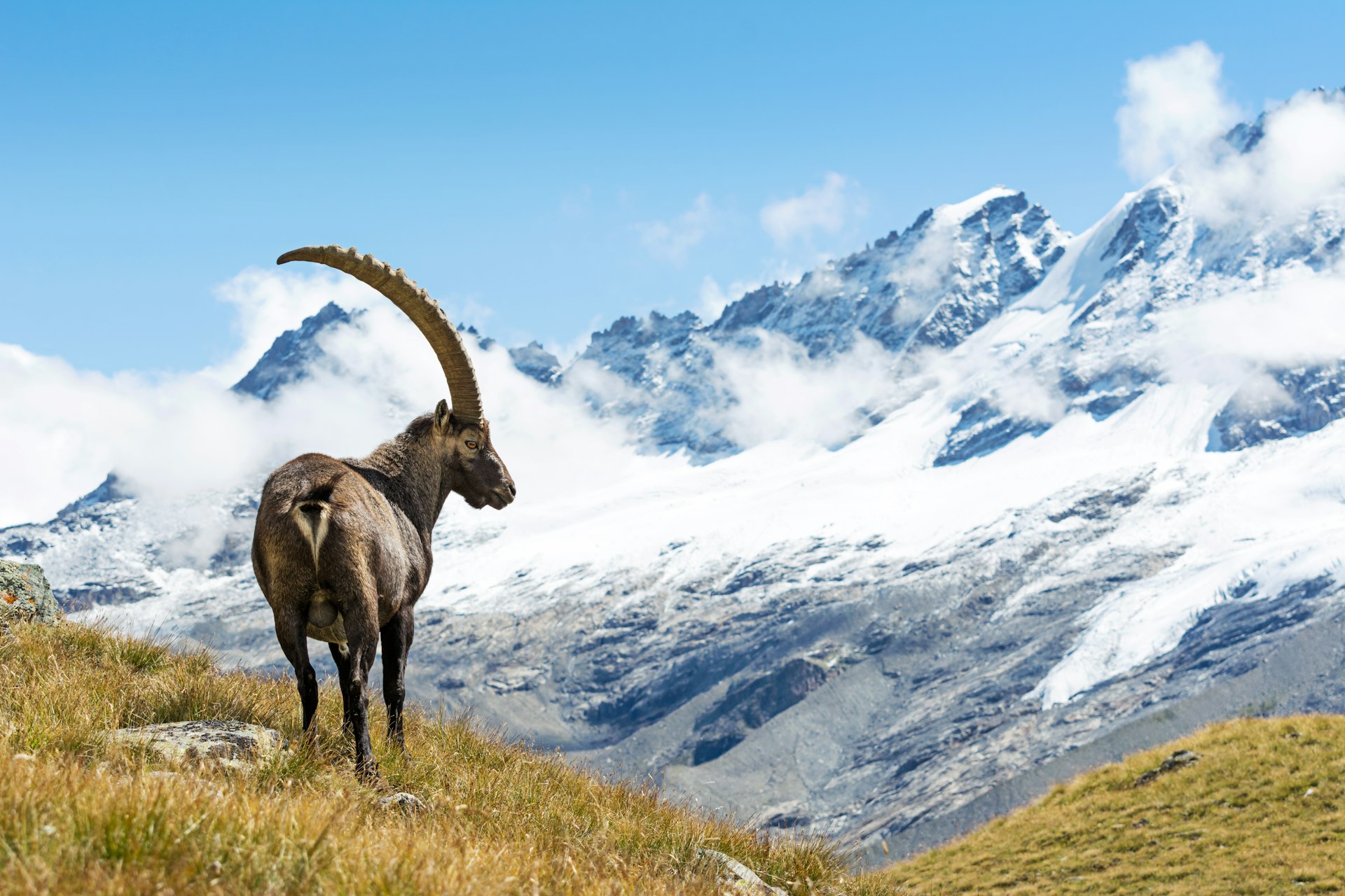 An Alpine Ibex stands on a grassy hill in Gran Paradiso National Park, Italy. In the background is a vast snowy mountain, which dwarfs the hill.