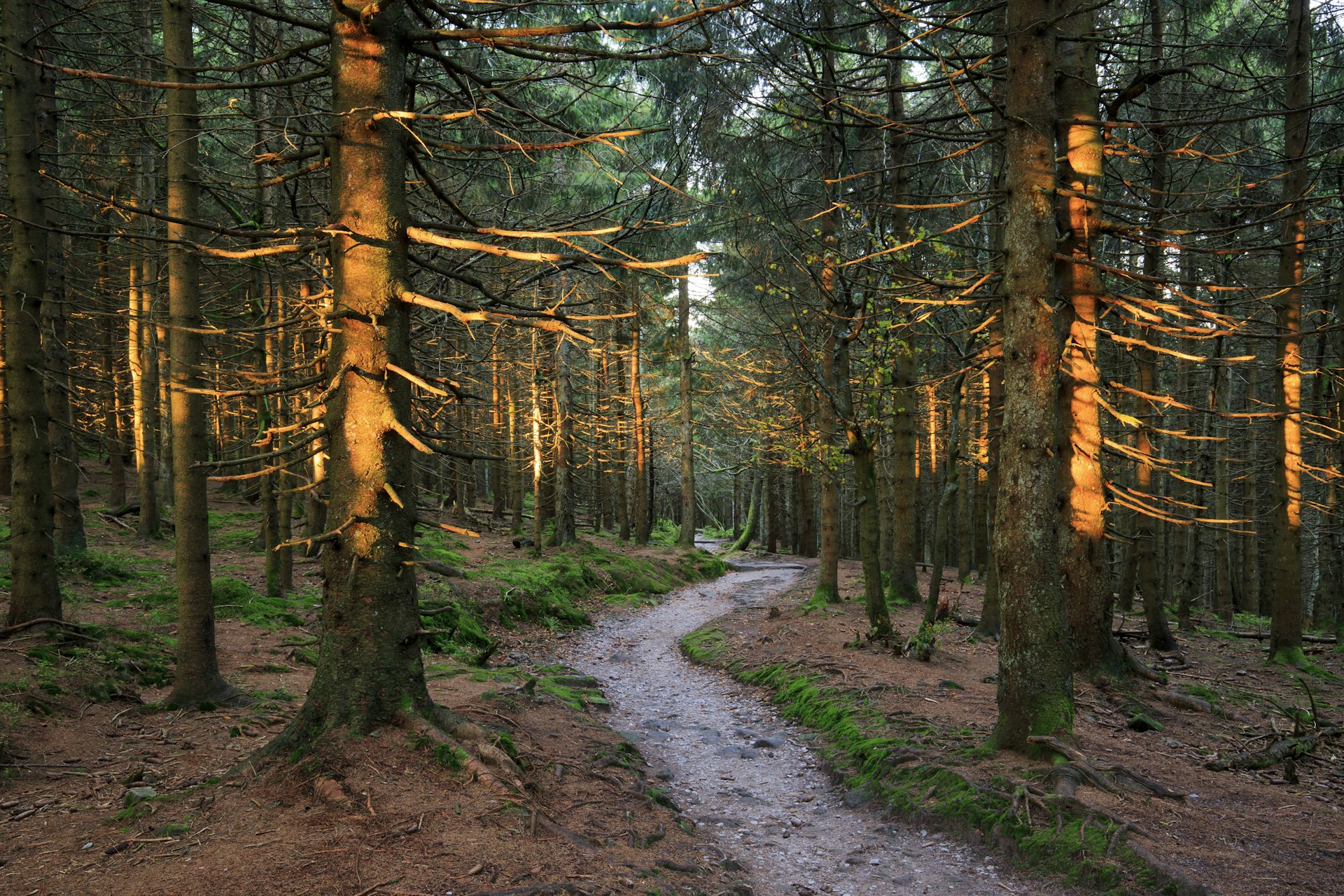 A path through trees in the Black Forest National Park, Germany