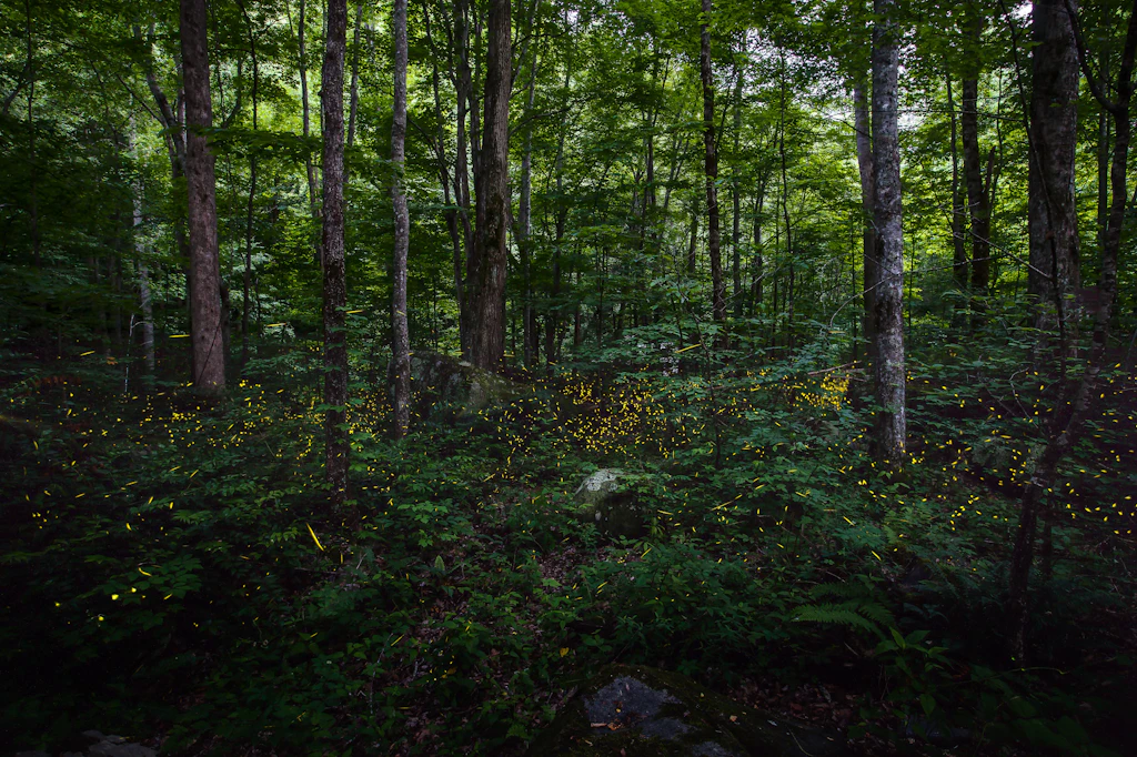 Synchronous Fireflies Synchronous Fireflies